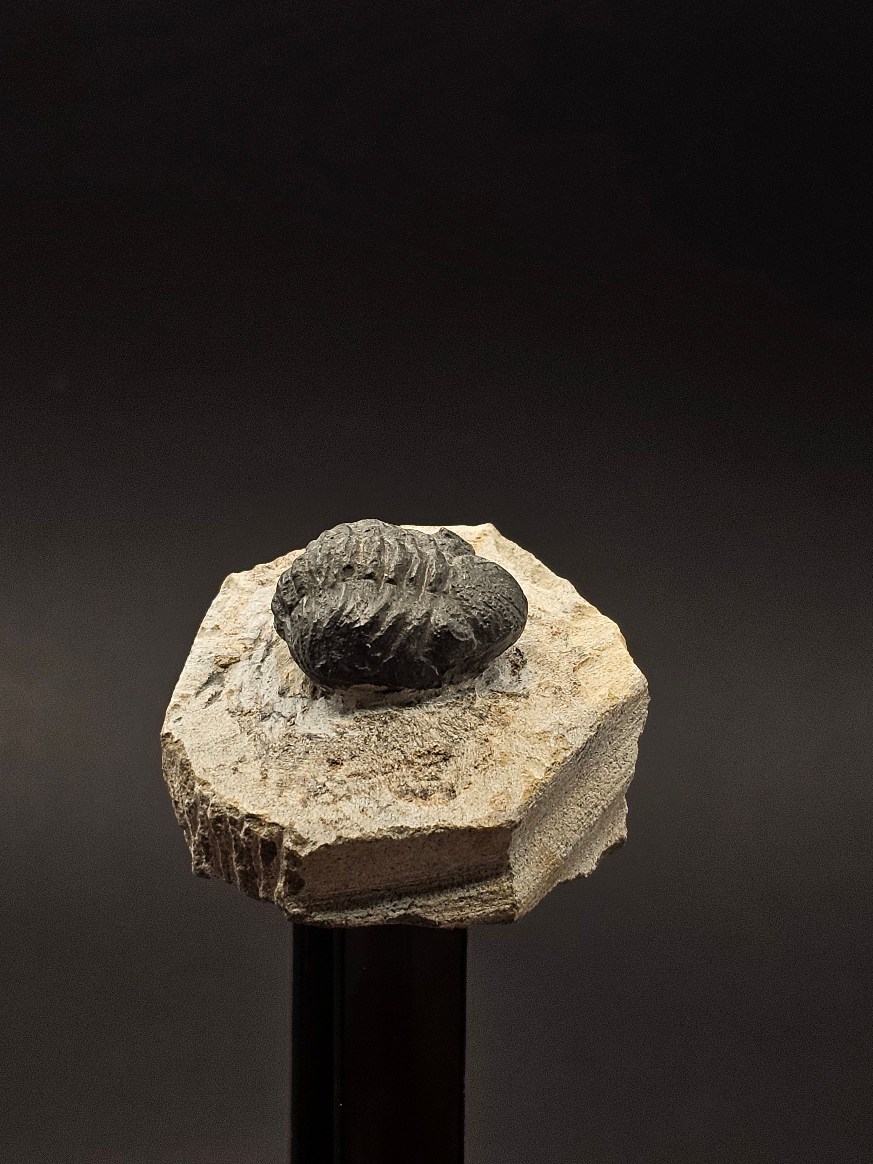 Gerastos Trilobite on Matrix — view 2