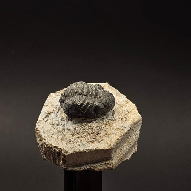 Gerastos Trilobite on Matrix — view 2