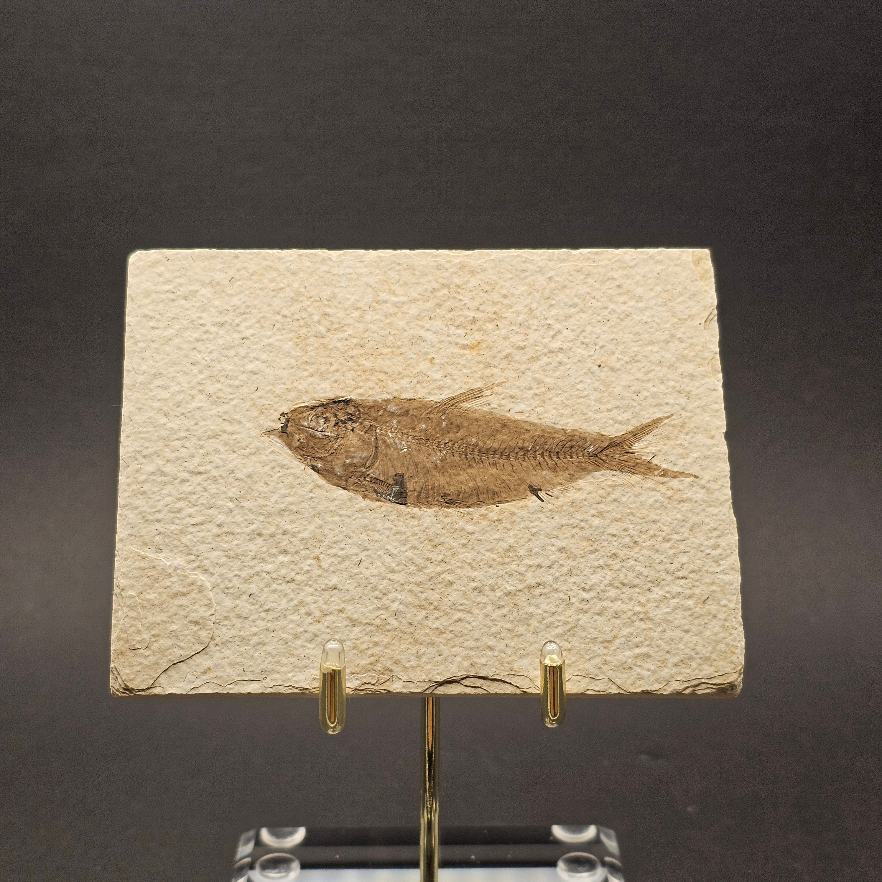 Knightia Fish — KN01