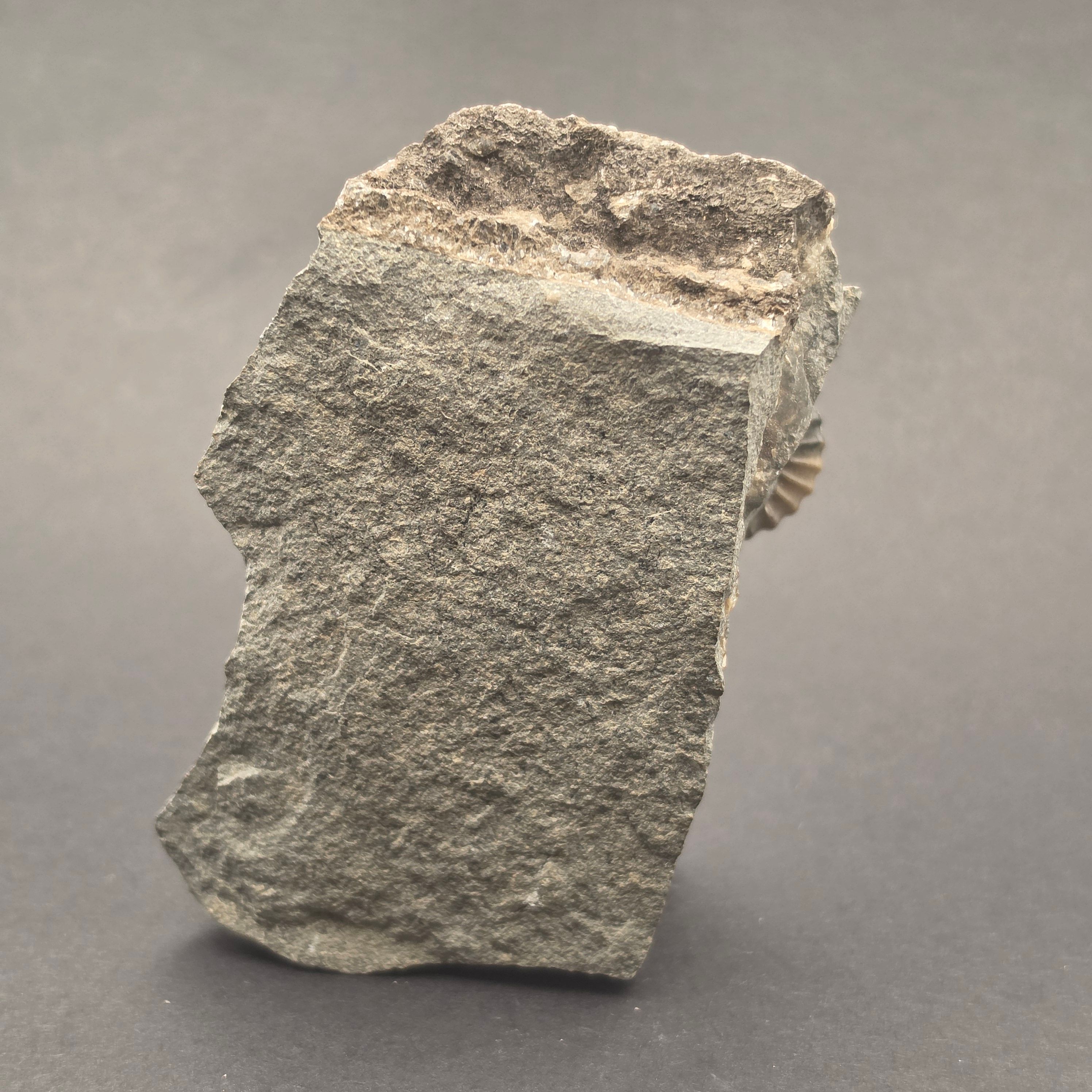 Promicroceras Calcite Ammonite on Matrix — view 6
