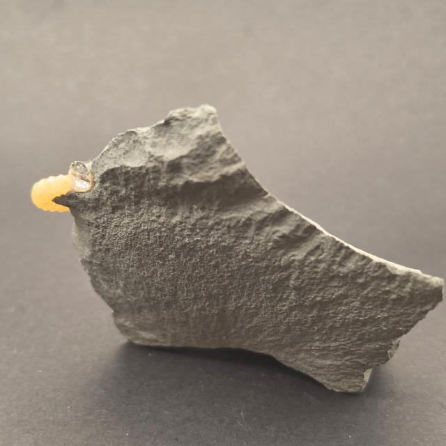 Promicroceras Calcite Ammonite on Matrix — view 5