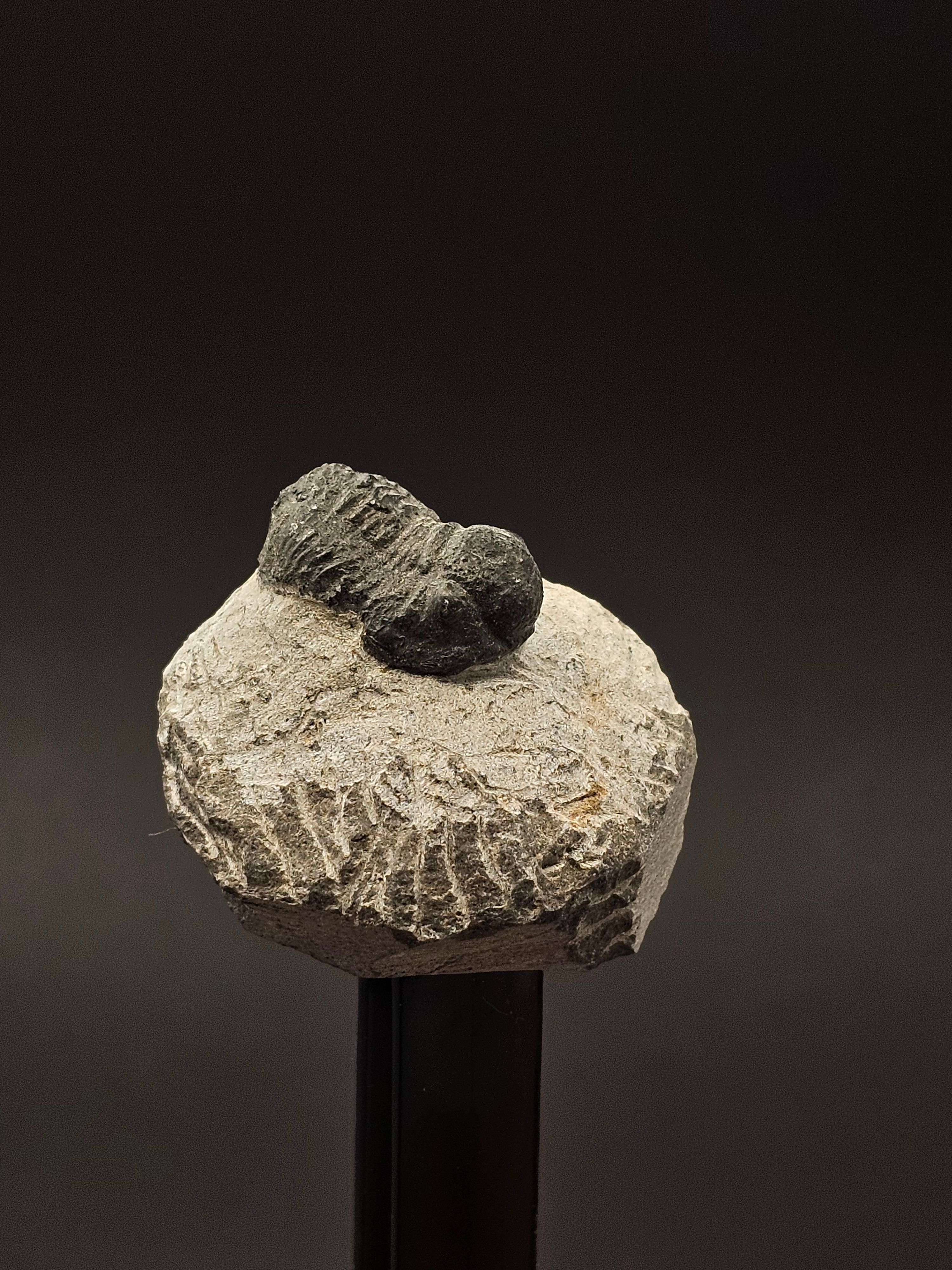 Gerastos Trilobite on Matrix — view 2