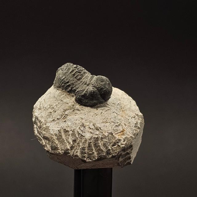 Gerastos Trilobite on Matrix — view 2