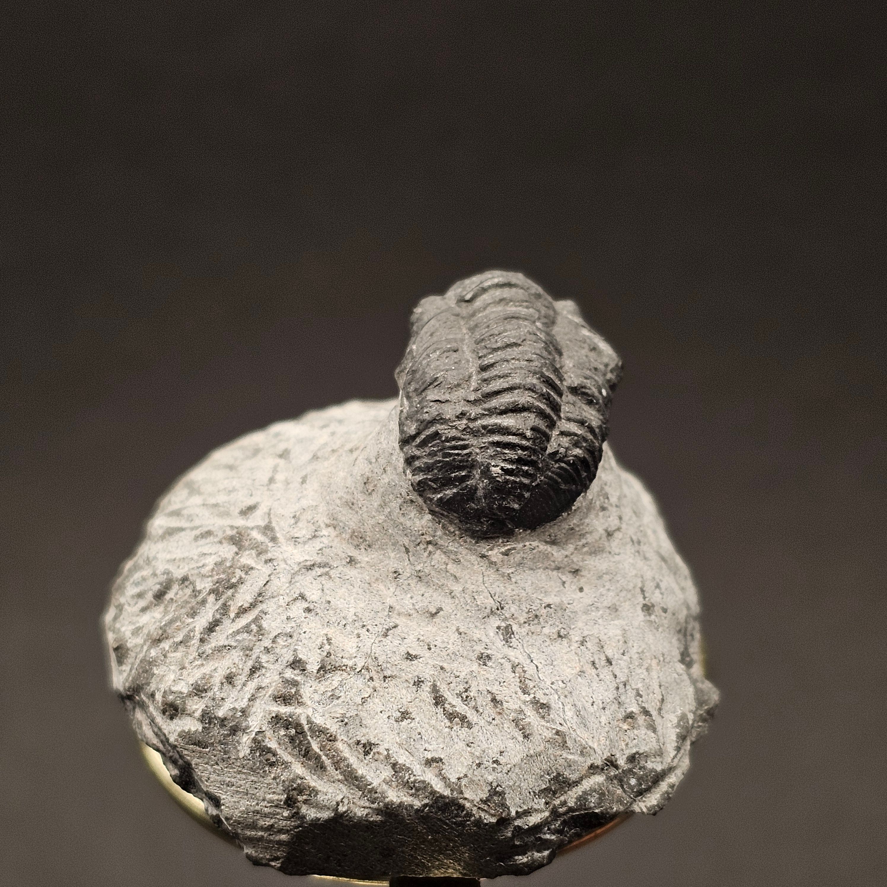 Gerastos Trilobite on Matrix — view 5