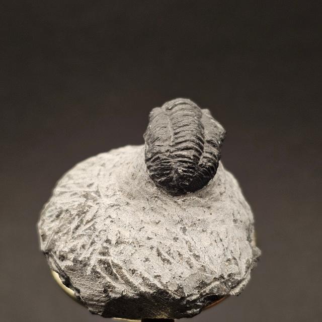Gerastos Trilobite on Matrix — view 5