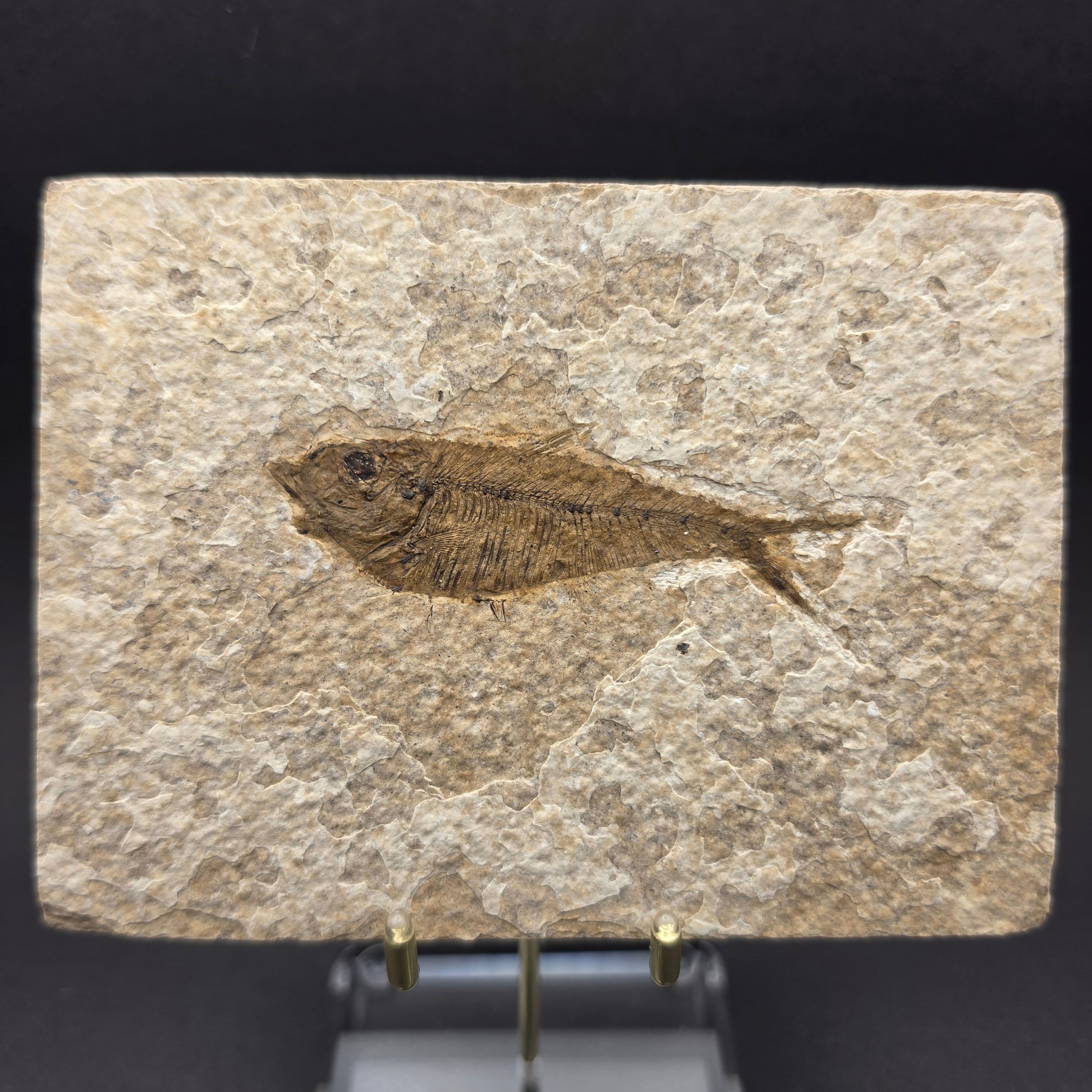 Knightia eocaena on Matrix — KN07