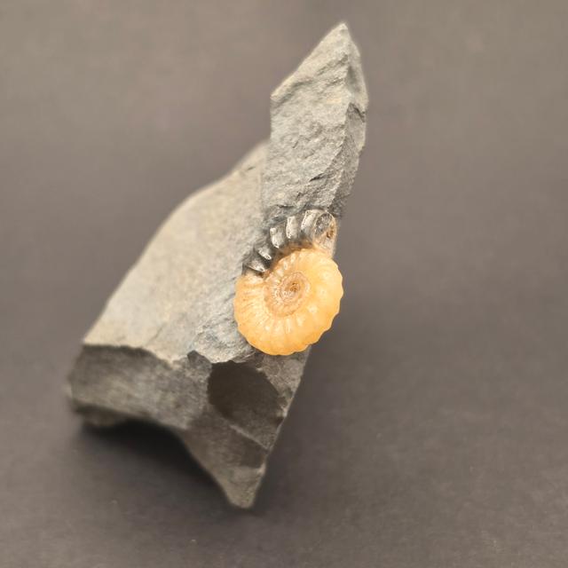 Promicroceras Calcite Ammonite on Matrix — view 4