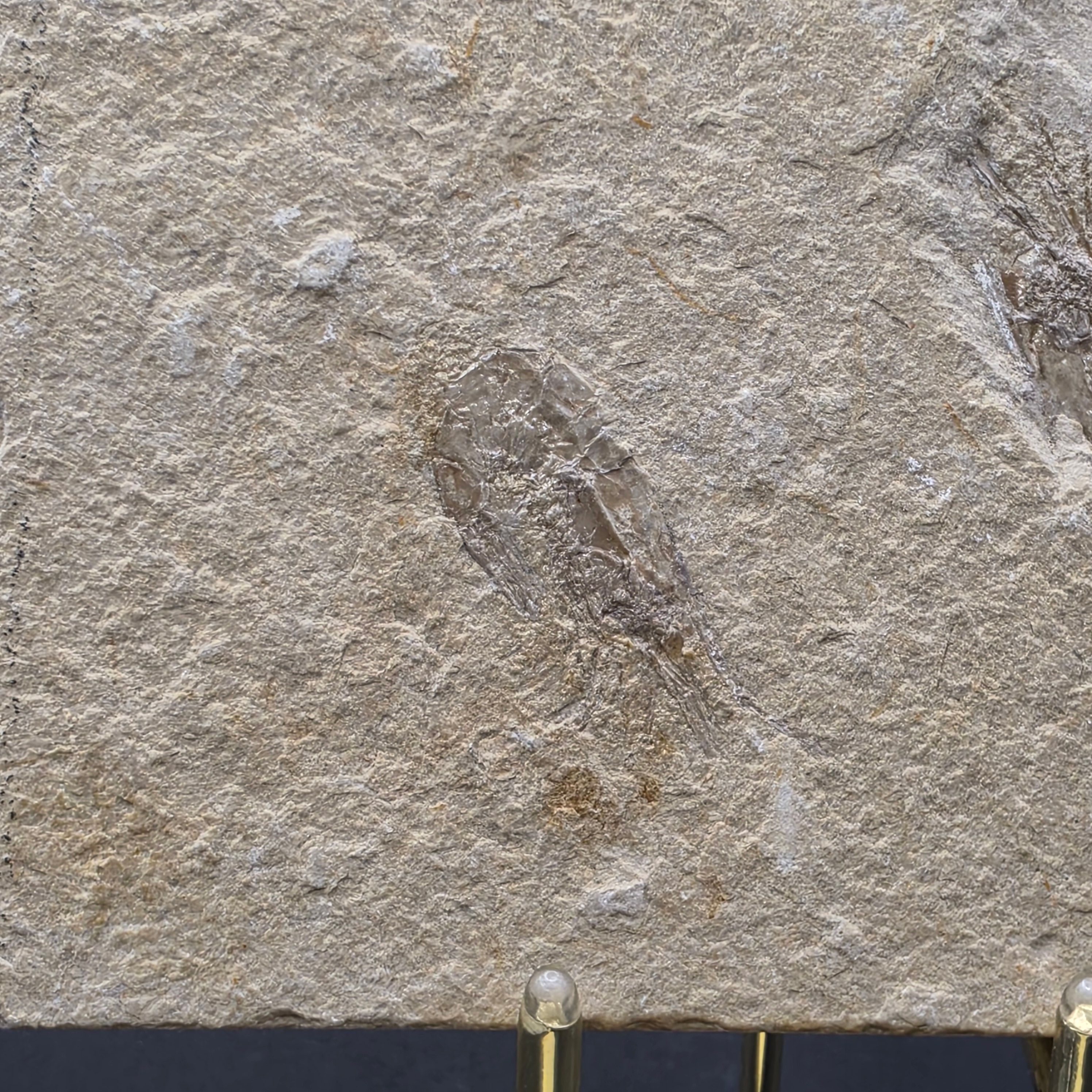 Carpopenaeus callirostris Shrimp — view 4