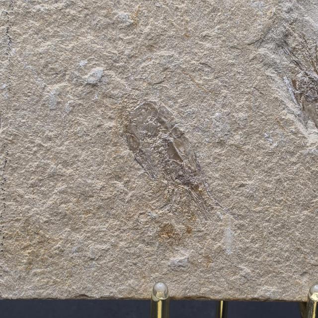 Carpopenaeus callirostris Shrimp — view 4