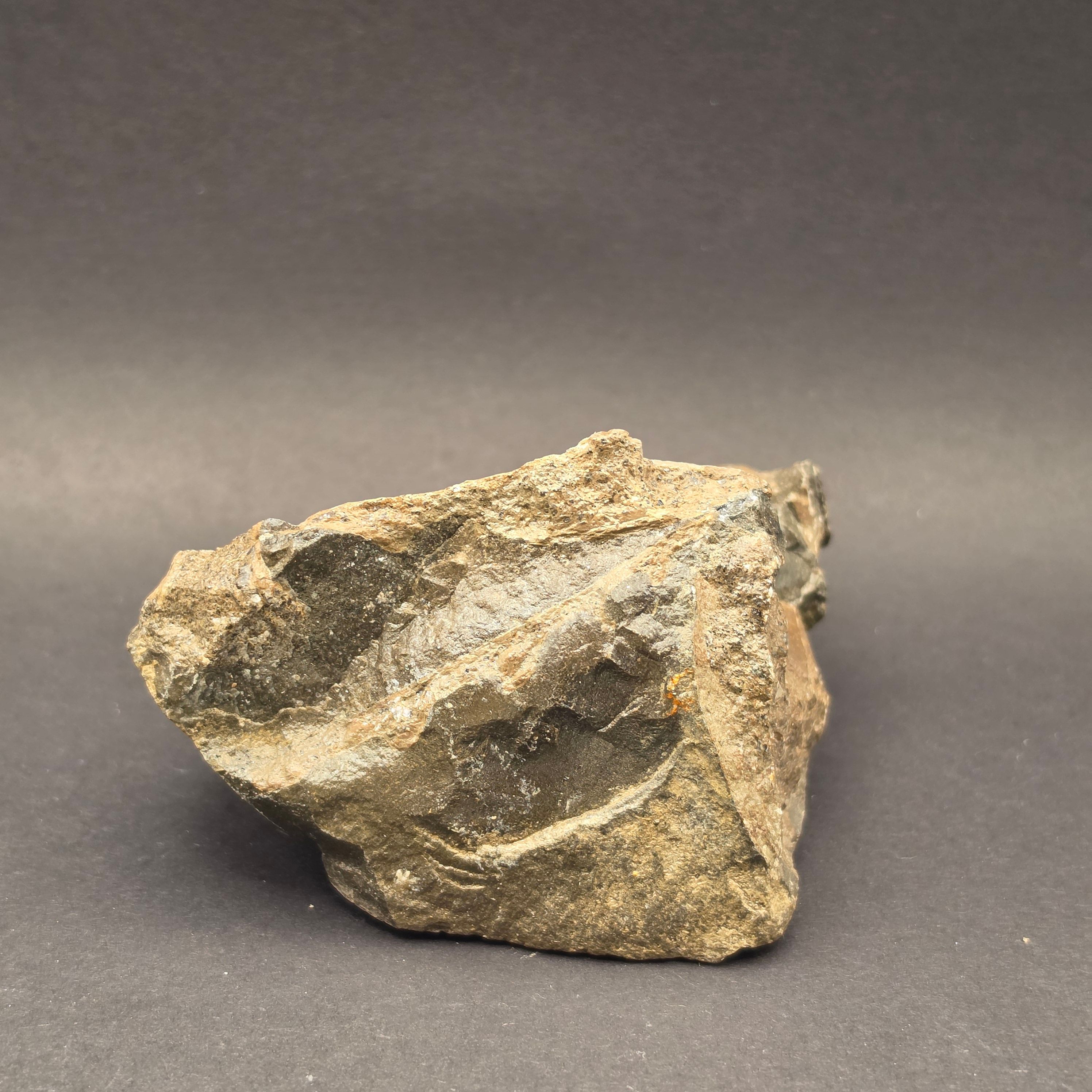 Whitby Jurassic Ichthyosaur Bone Block — view 5