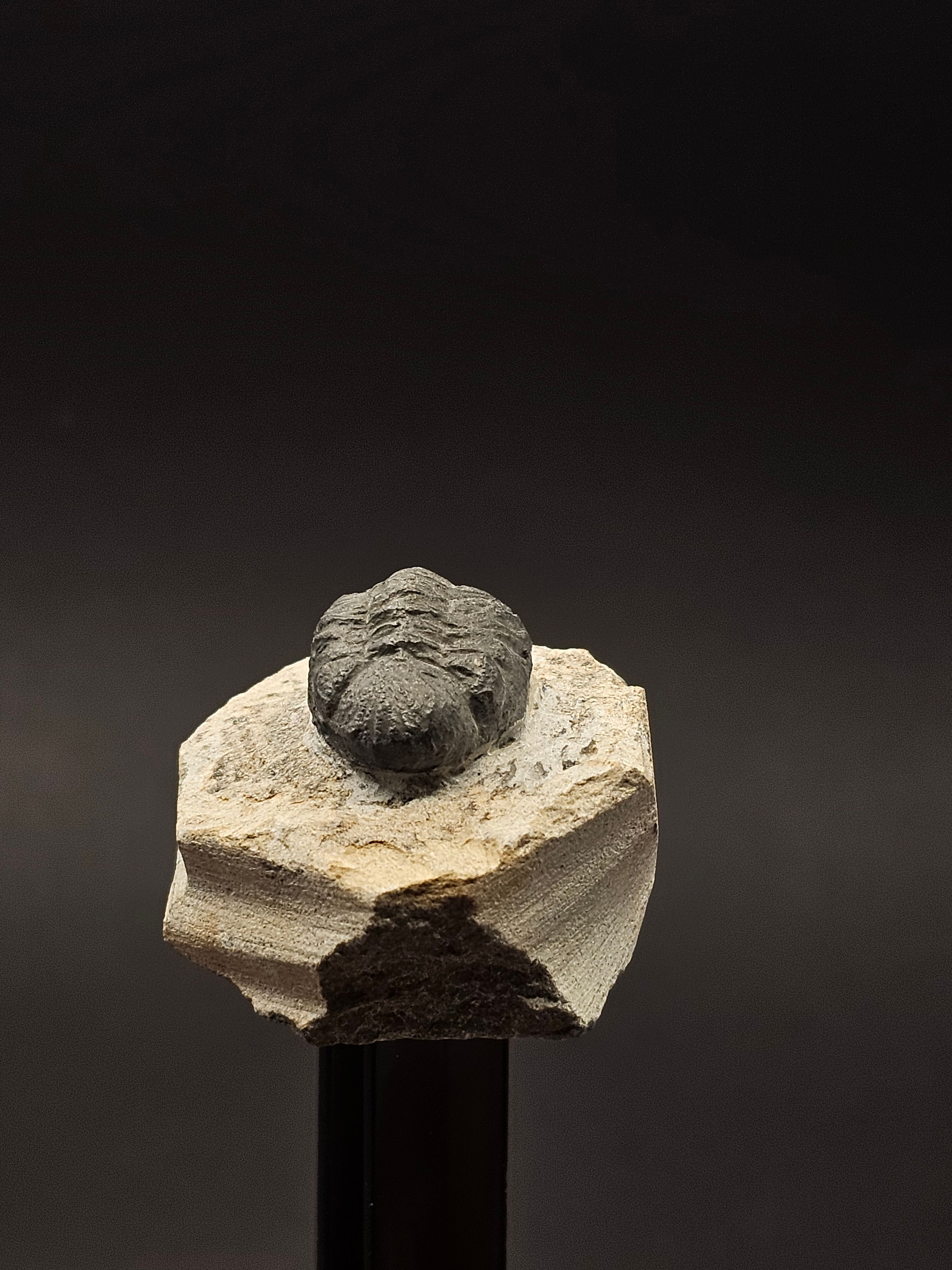 Gerastos Trilobite on Matrix — view 6
