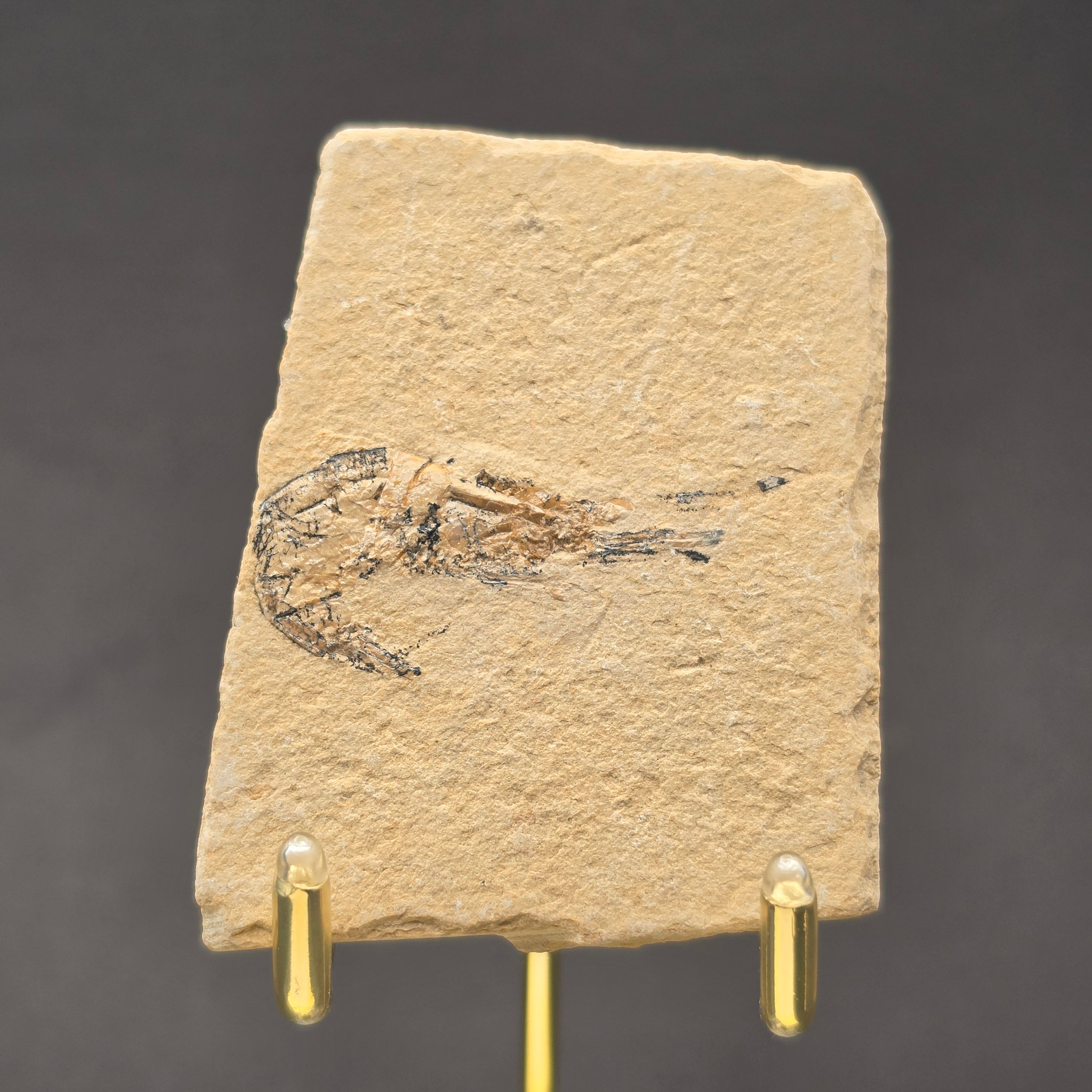 Carpopenaeus callirostris Shrimp — SHR02