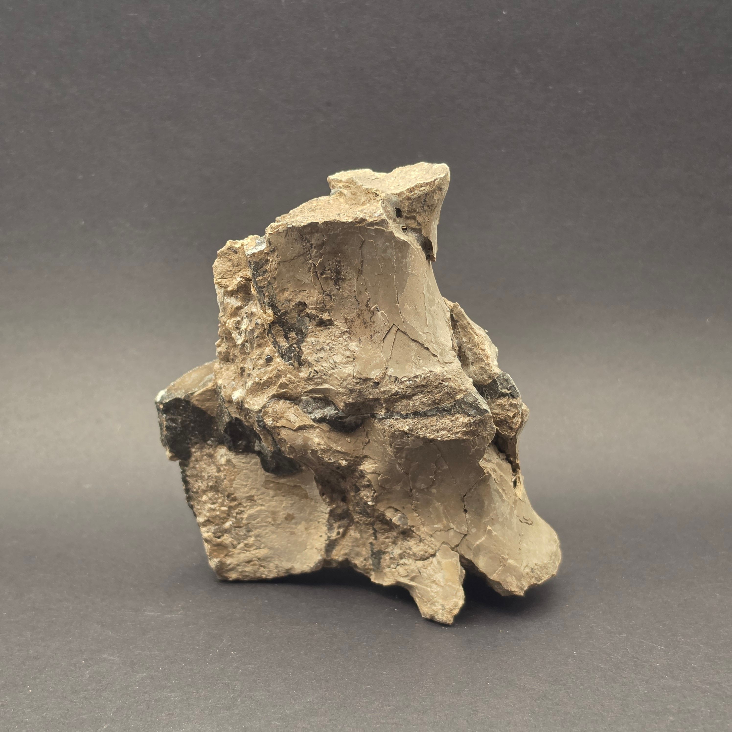 Whitby Jurassic Ichthyosaur Bone Block