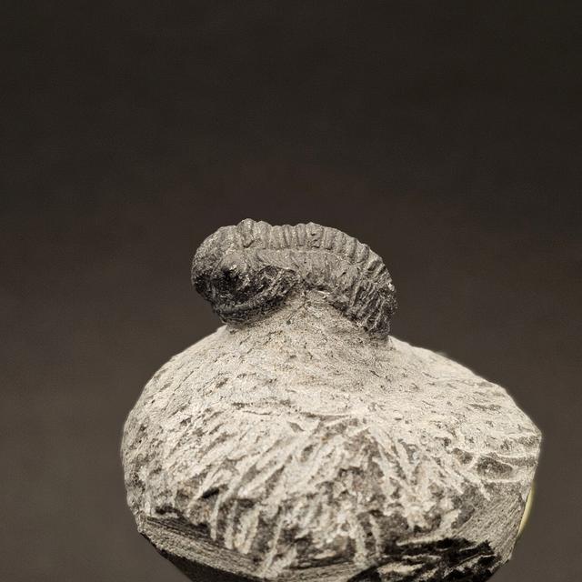Gerastos Trilobite on Matrix — view 1