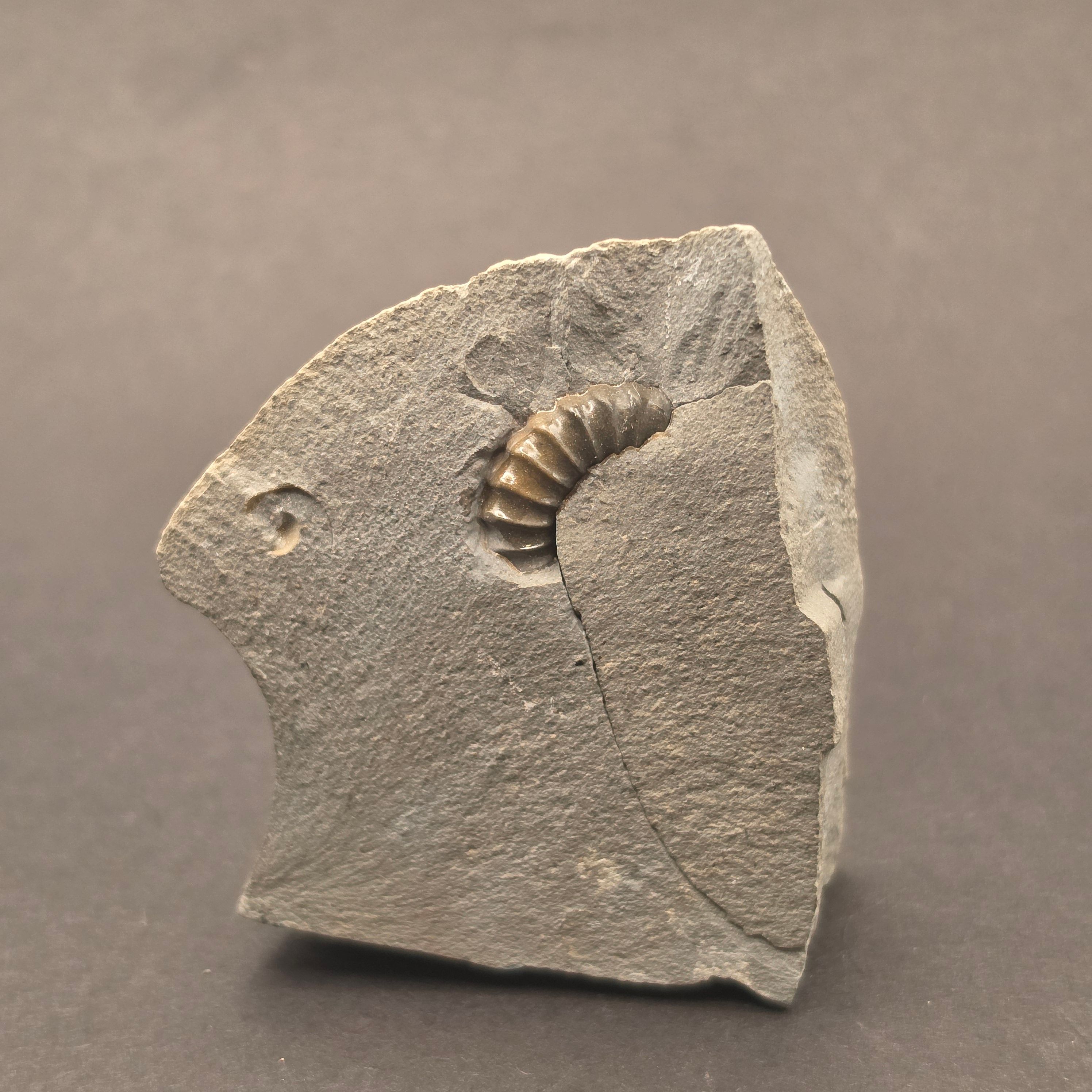 Promicroceras Calcite Ammonite on Matrix — view 2