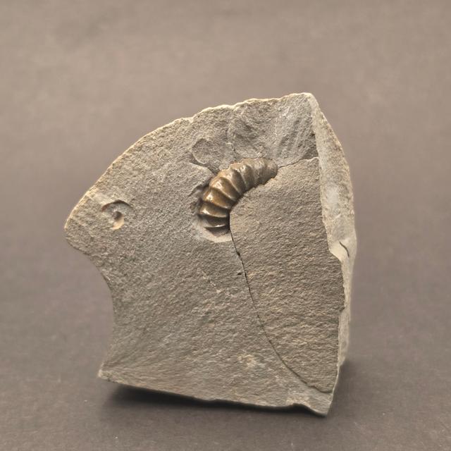 Promicroceras Calcite Ammonite on Matrix — view 2