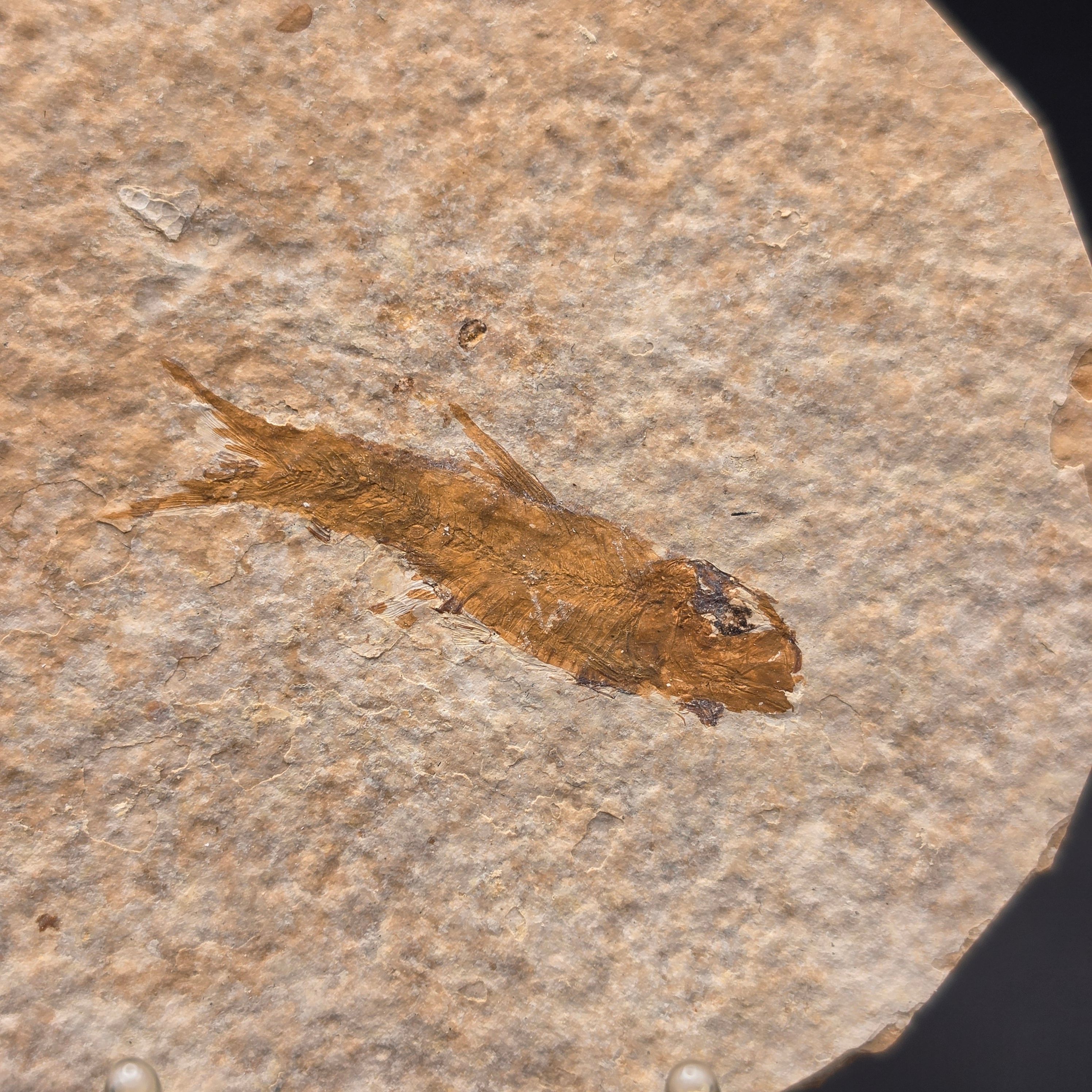 Knightia eocaena on Matrix — view 2
