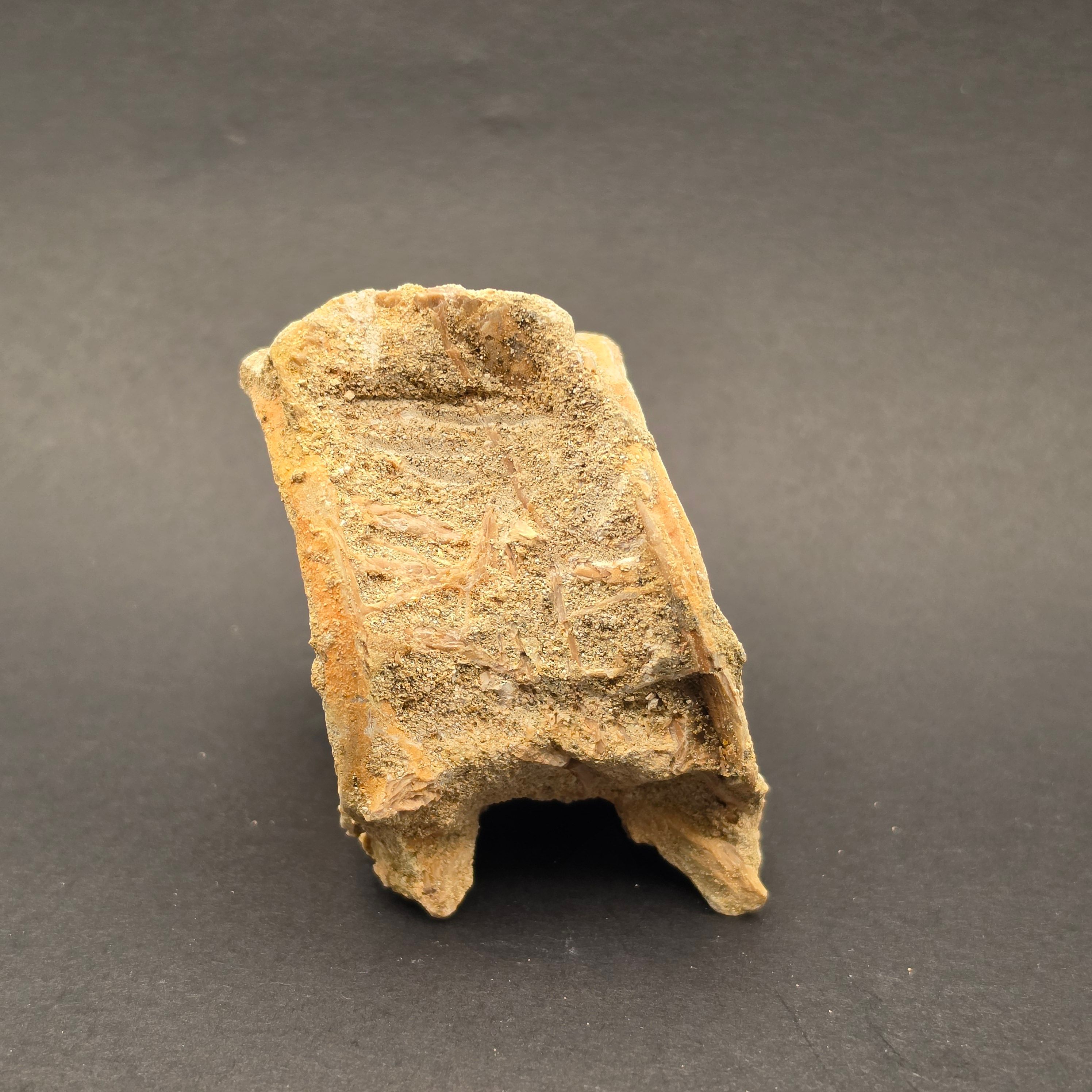 Mosasaur Vertebrae — view 3