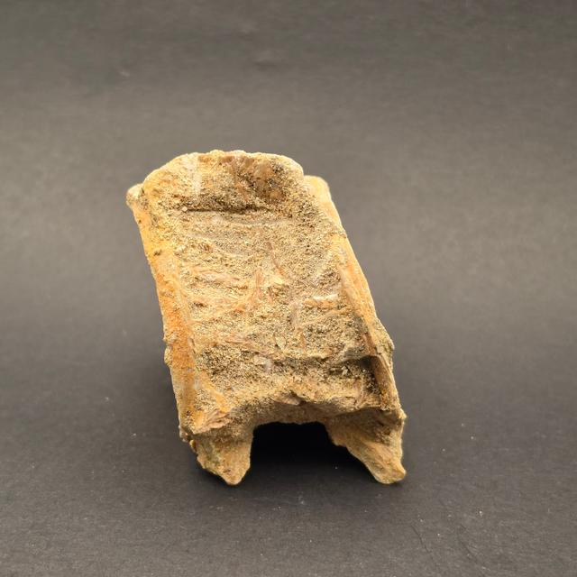 Mosasaur Vertebrae — view 3