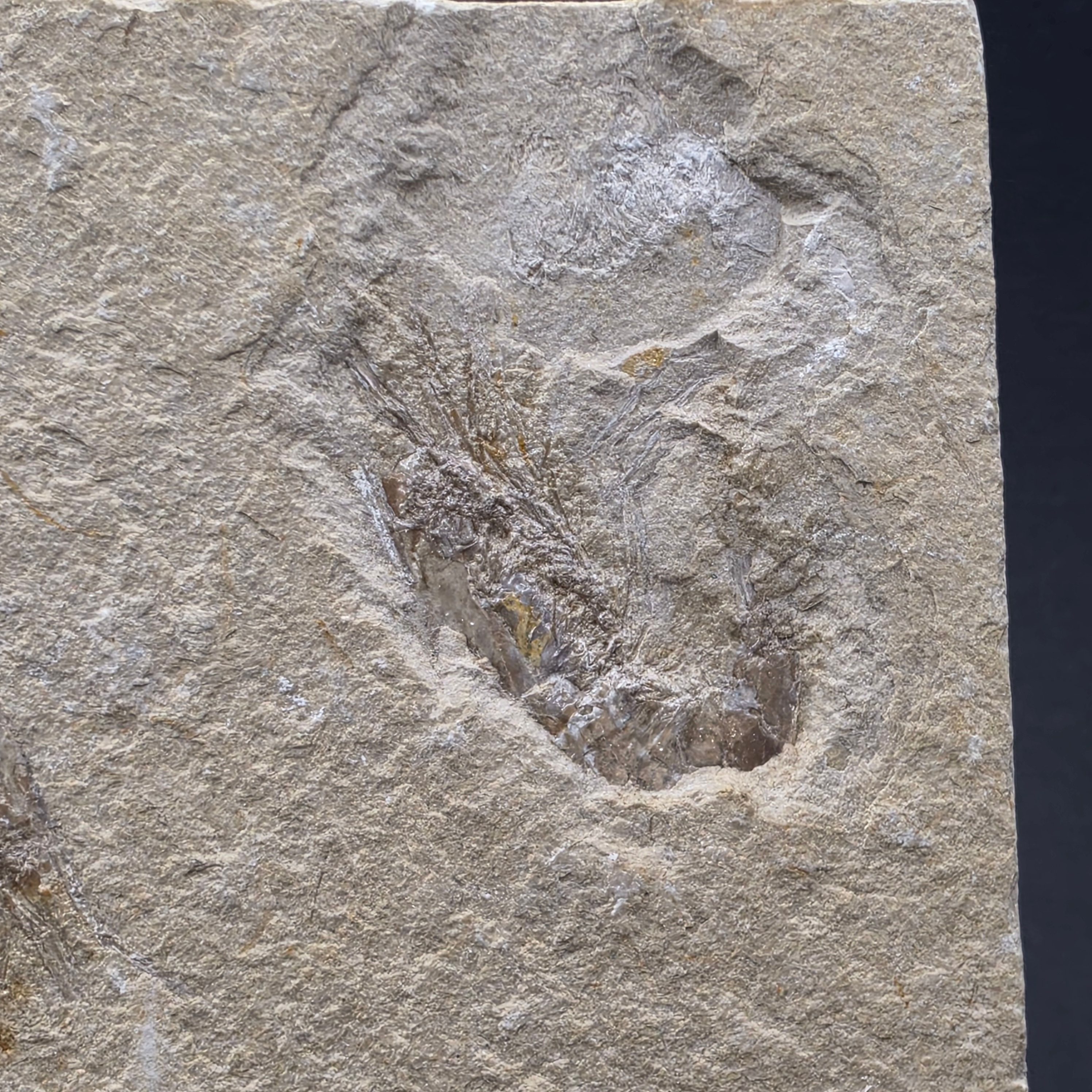 Carpopenaeus callirostris Shrimp — view 3