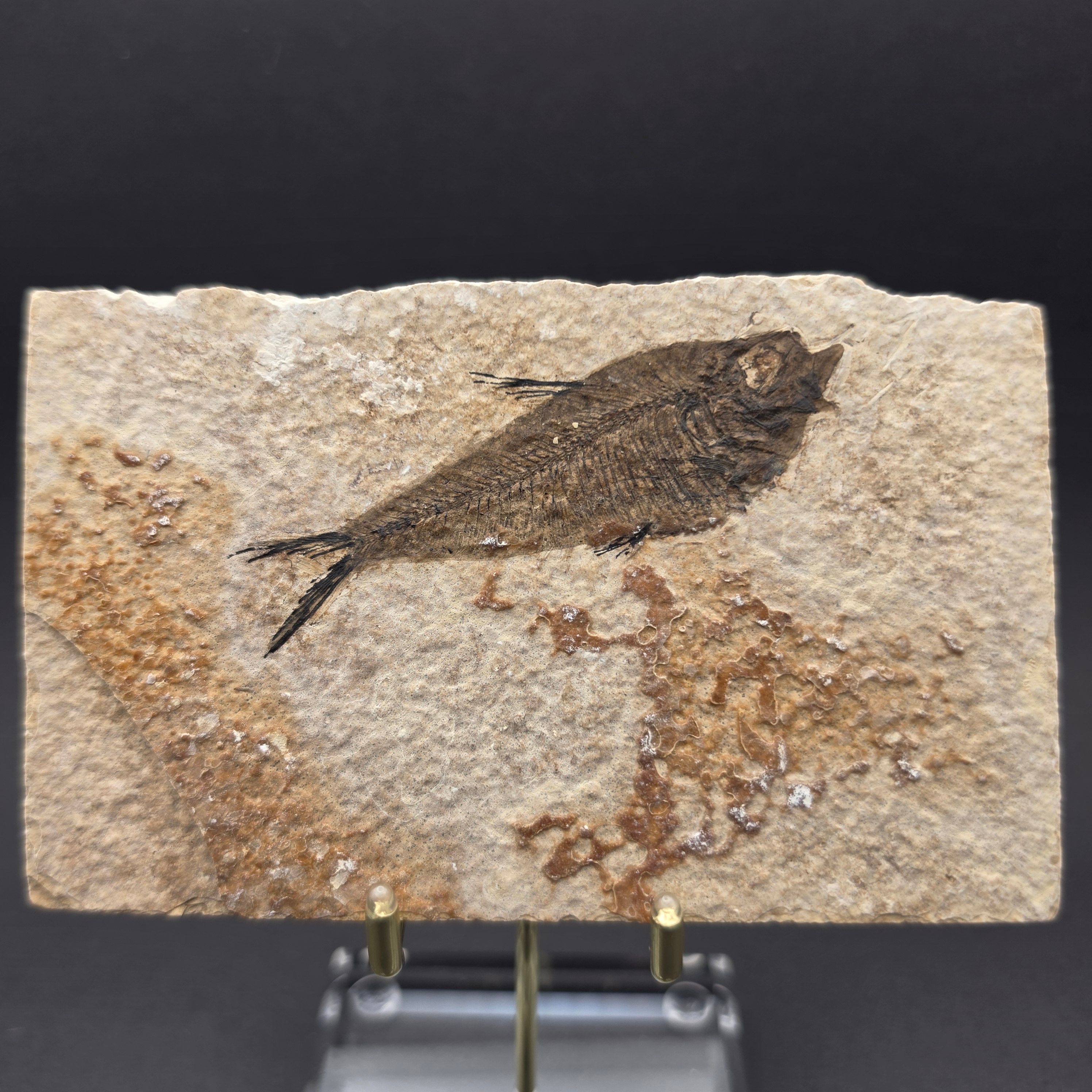 Knightia eocaena on Matrix — KN05
