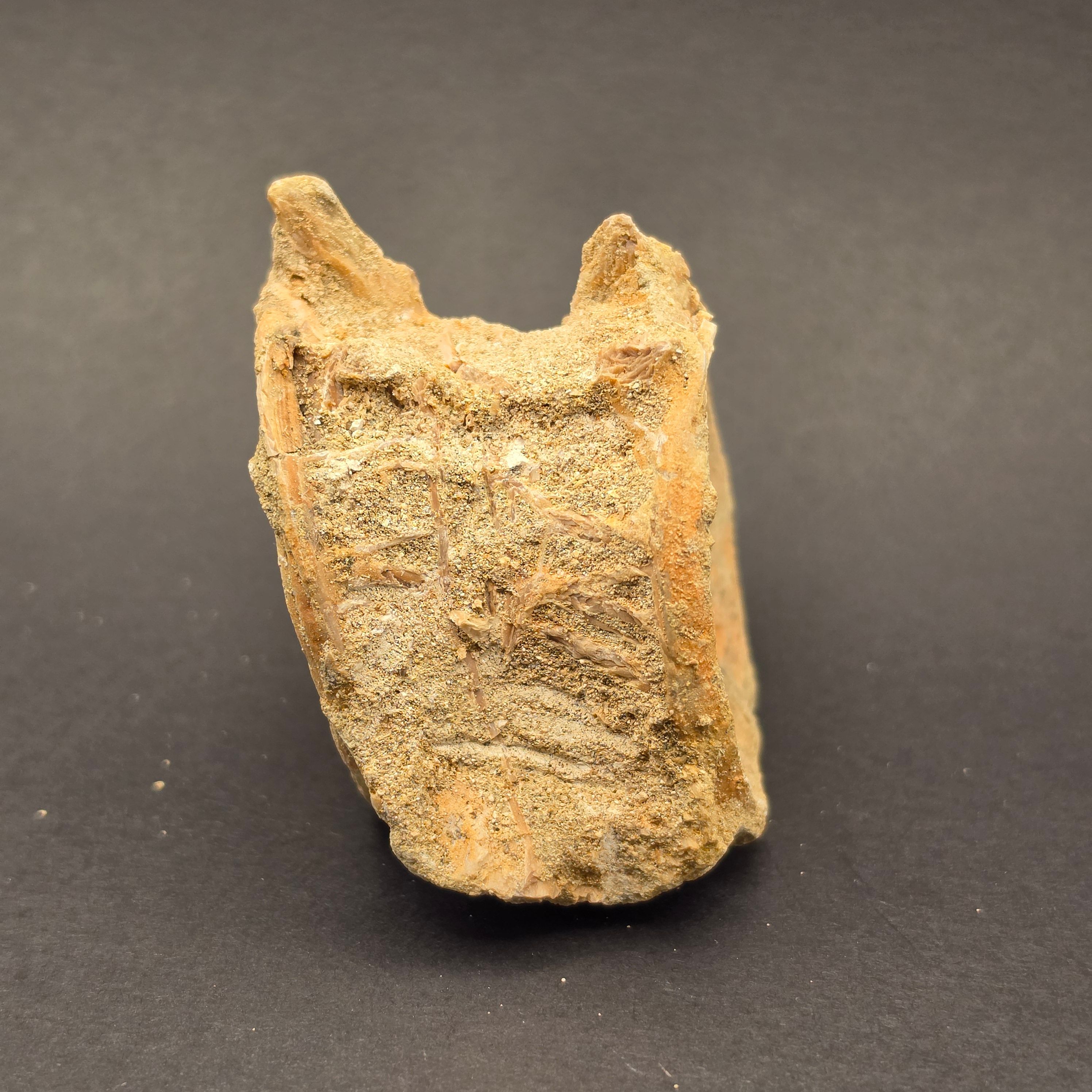 Mosasaur Vertebrae — view 5