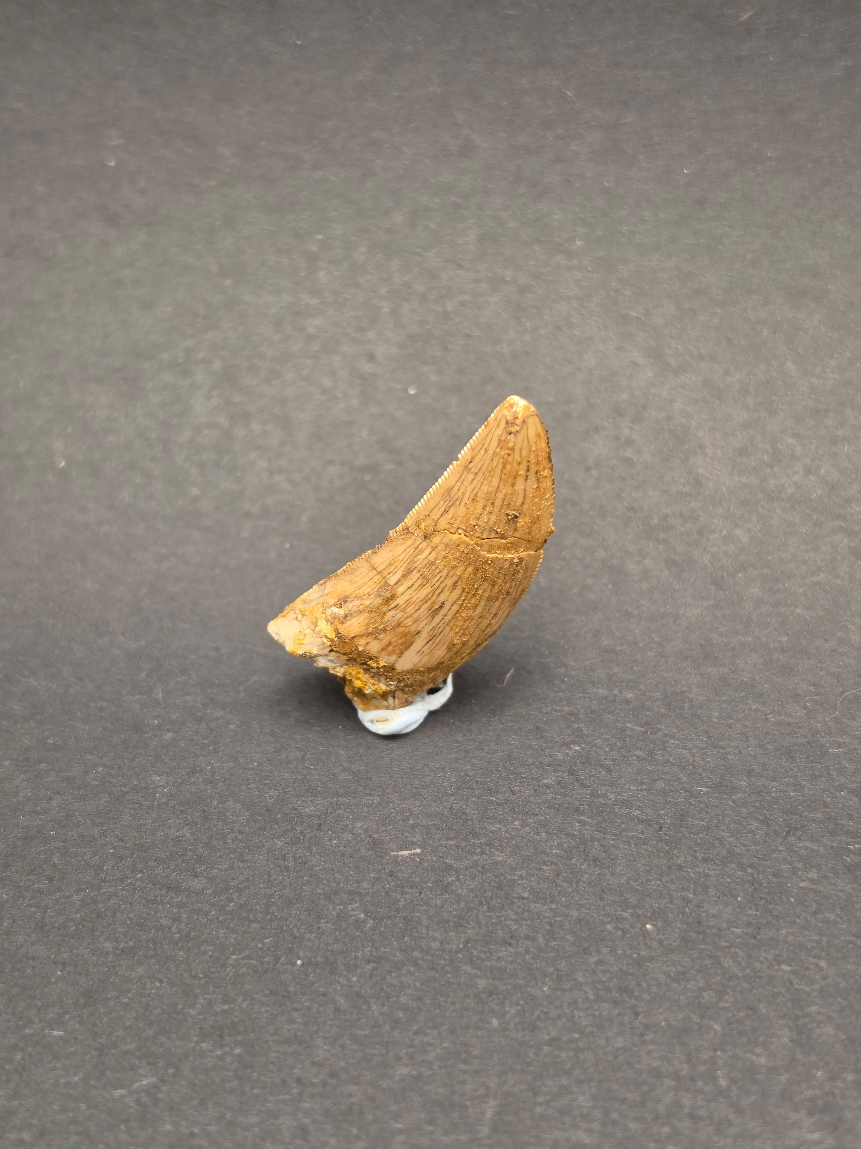 Carcharodontosaurus Tooth — view 5