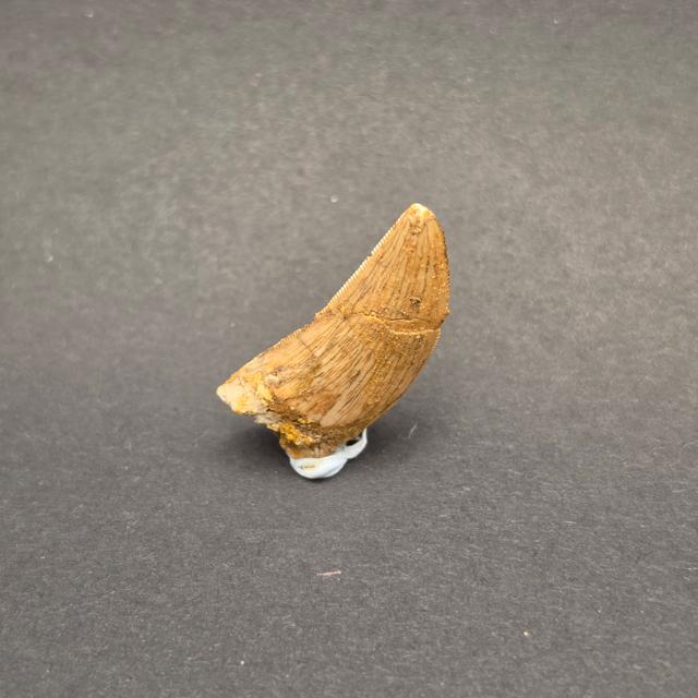 Carcharodontosaurus Tooth — view 5