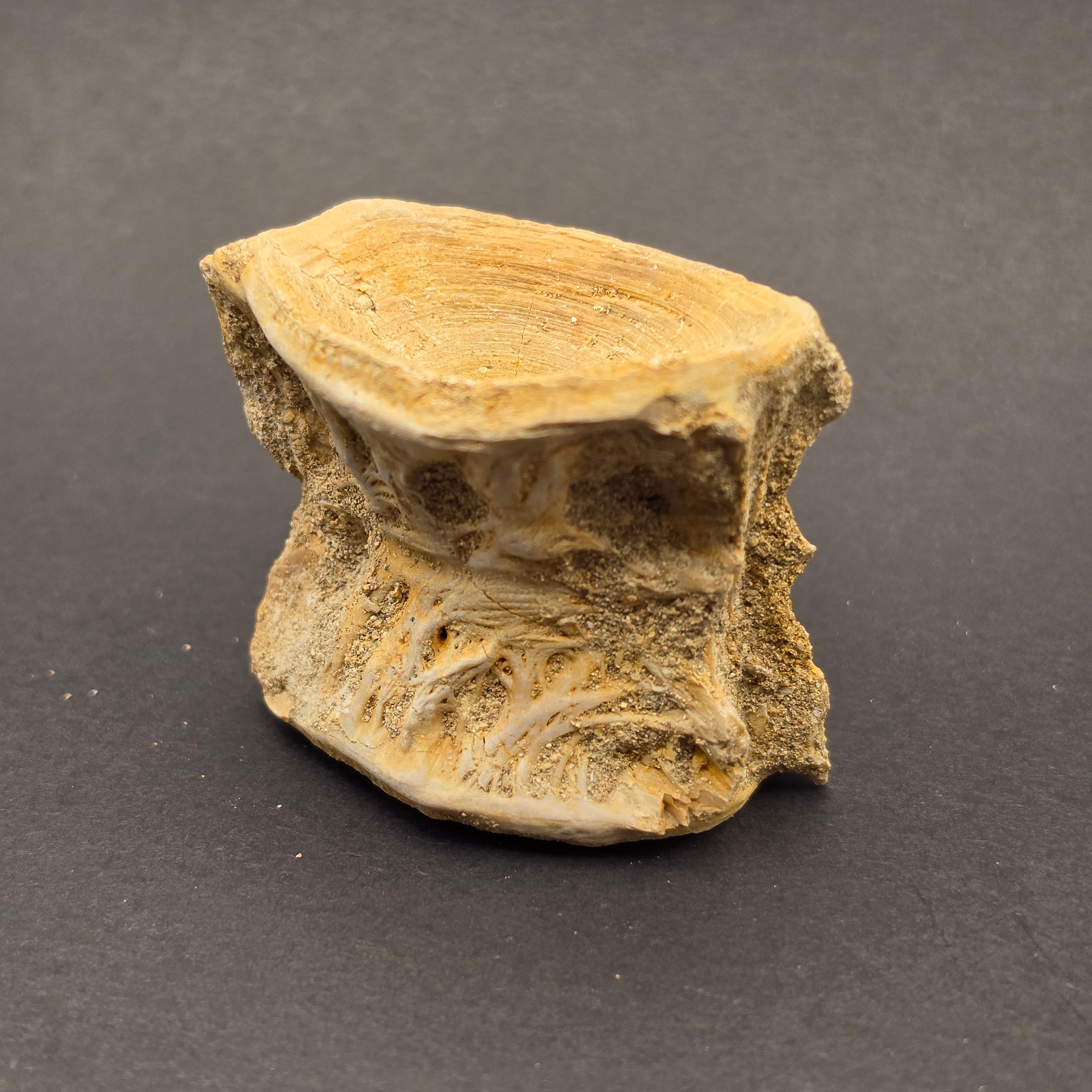 Mosasaur Vertebrae — view 2