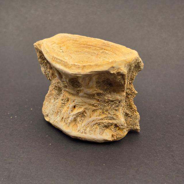 Mosasaur Vertebrae — view 2