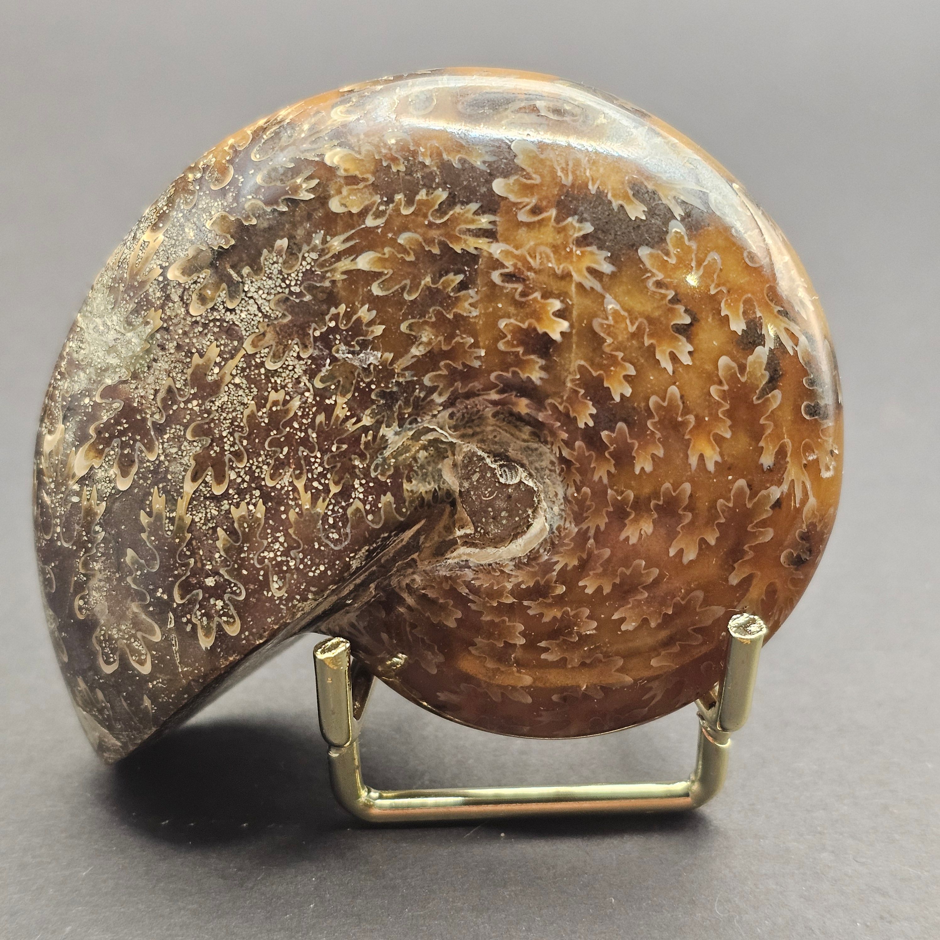 Polished Desmoceras Ammonite — view 2