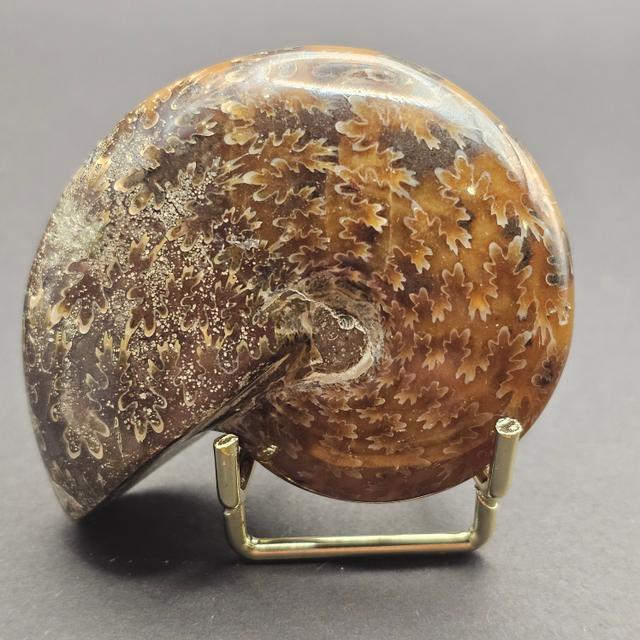 Polished Desmoceras Ammonite — view 2