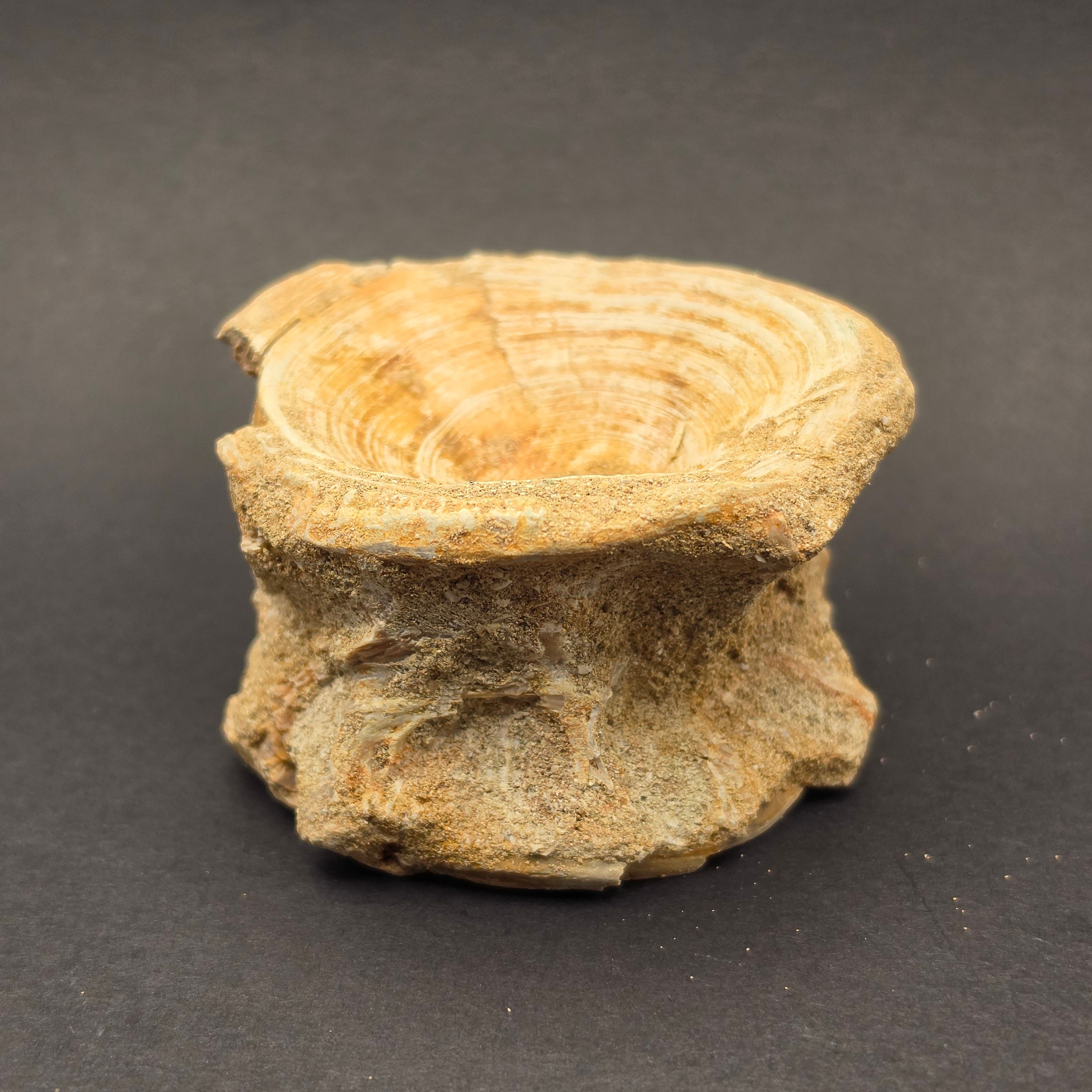 Mosasaur Vertebrae