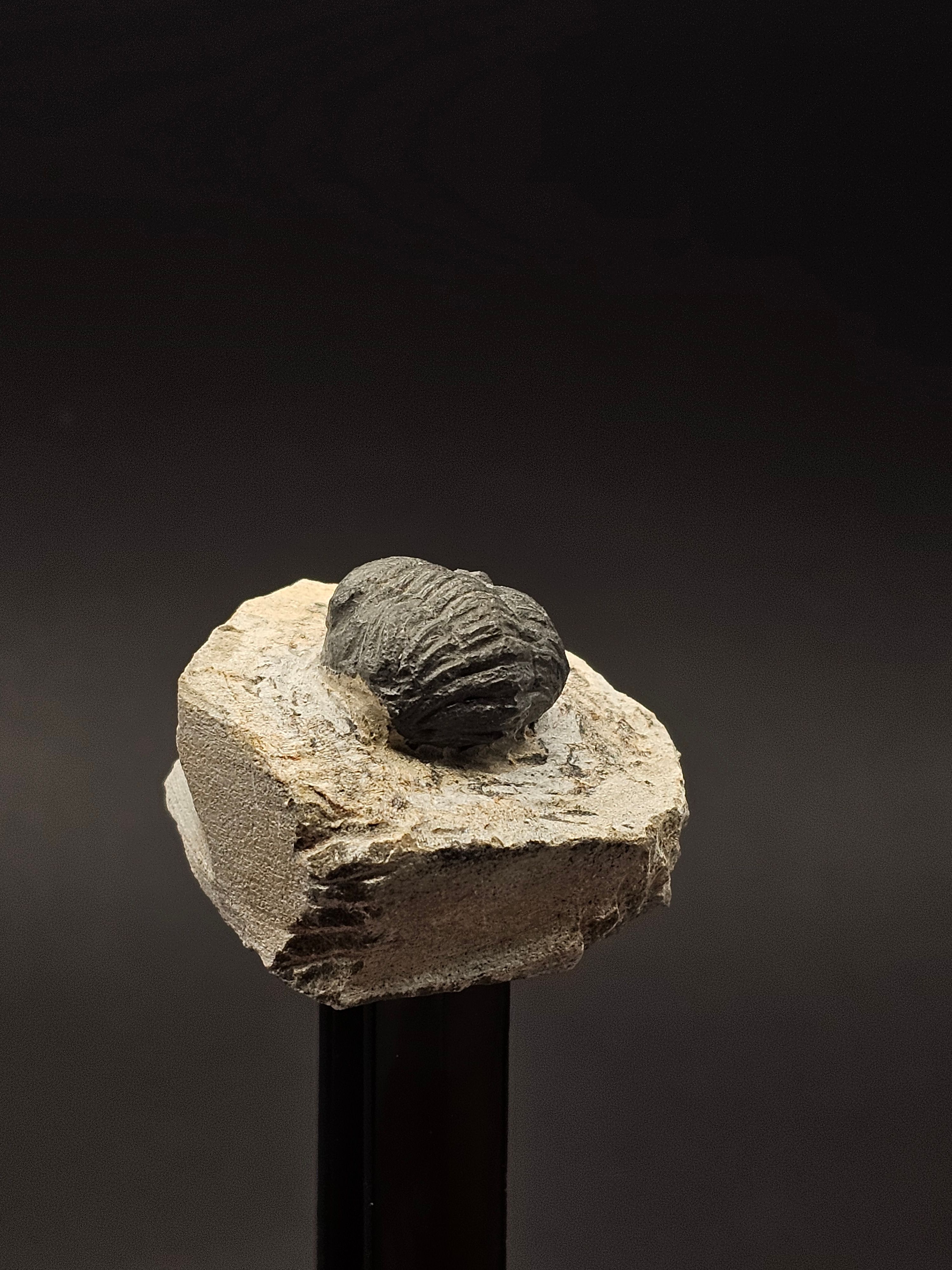 Gerastos Trilobite on Matrix — view 4