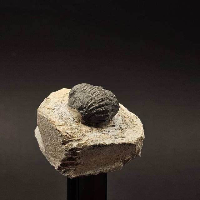 Gerastos Trilobite on Matrix — view 4