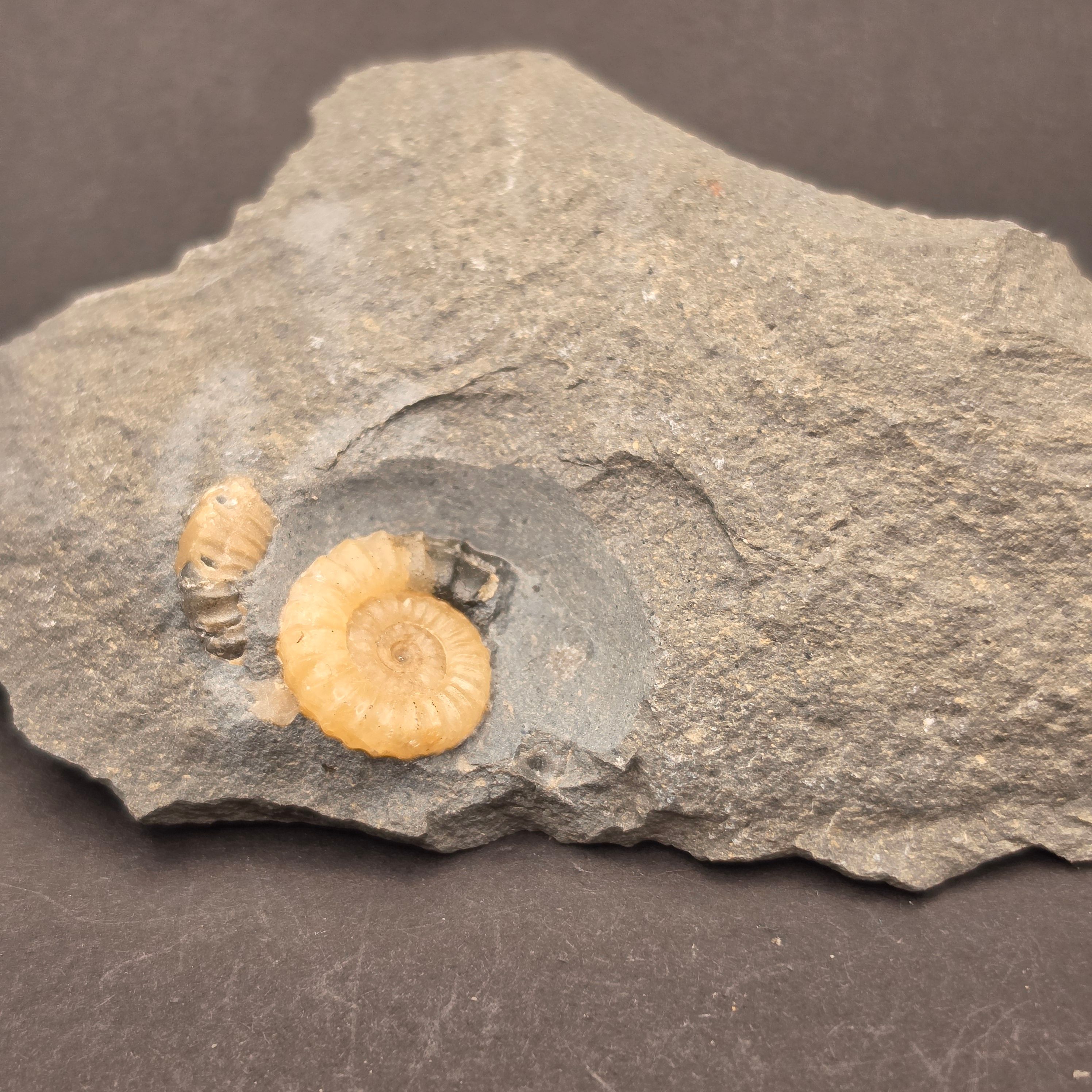 Promicroceras Calcite Ammonite on Matrix — view 4