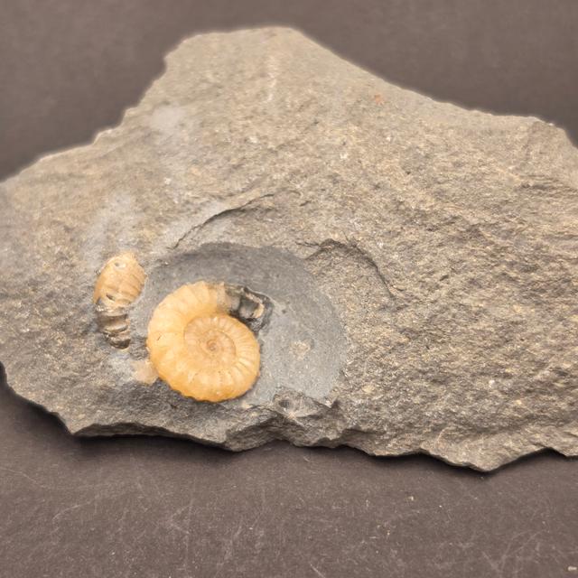 Promicroceras Calcite Ammonite on Matrix — view 4