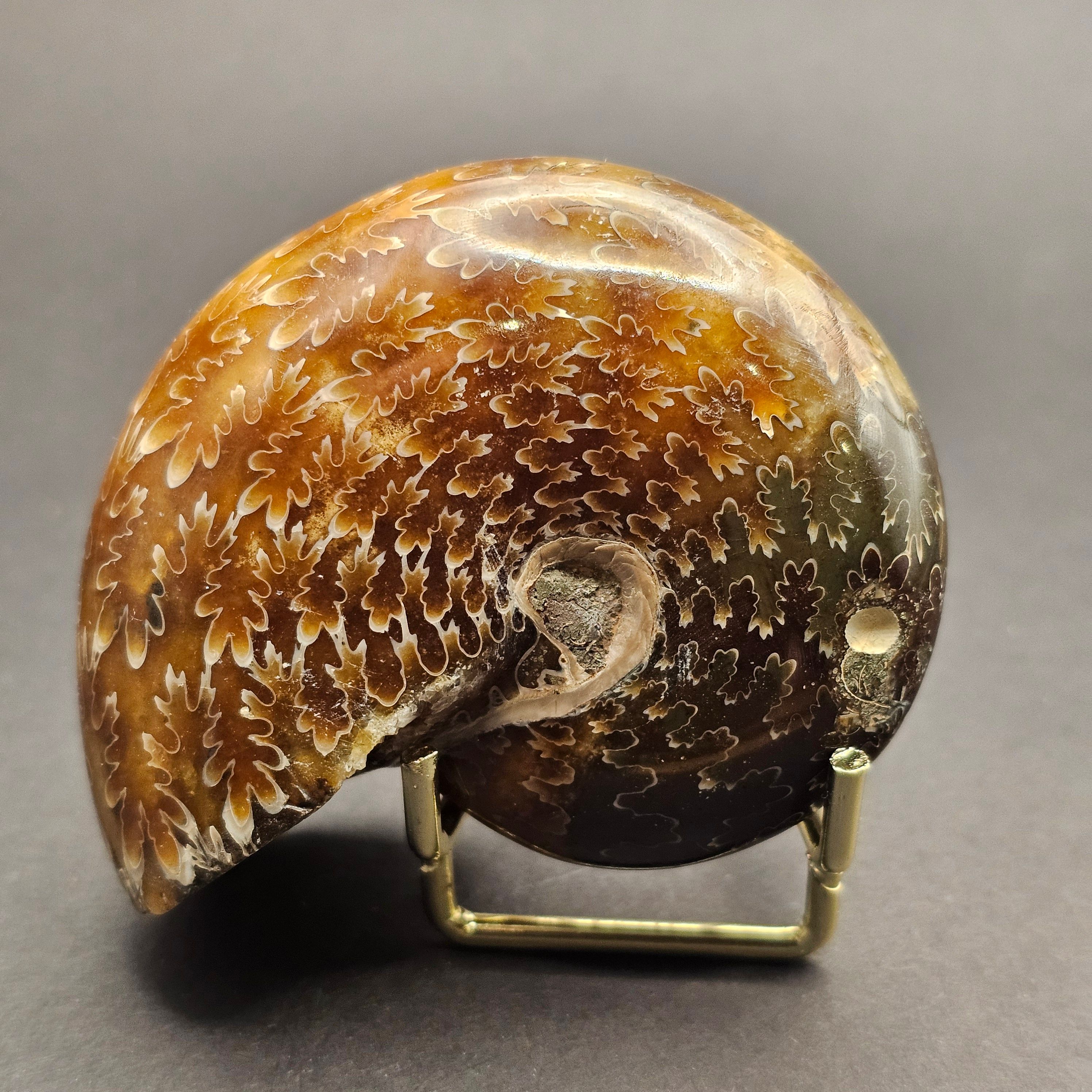 Polished Democeras Ammonite — DA3