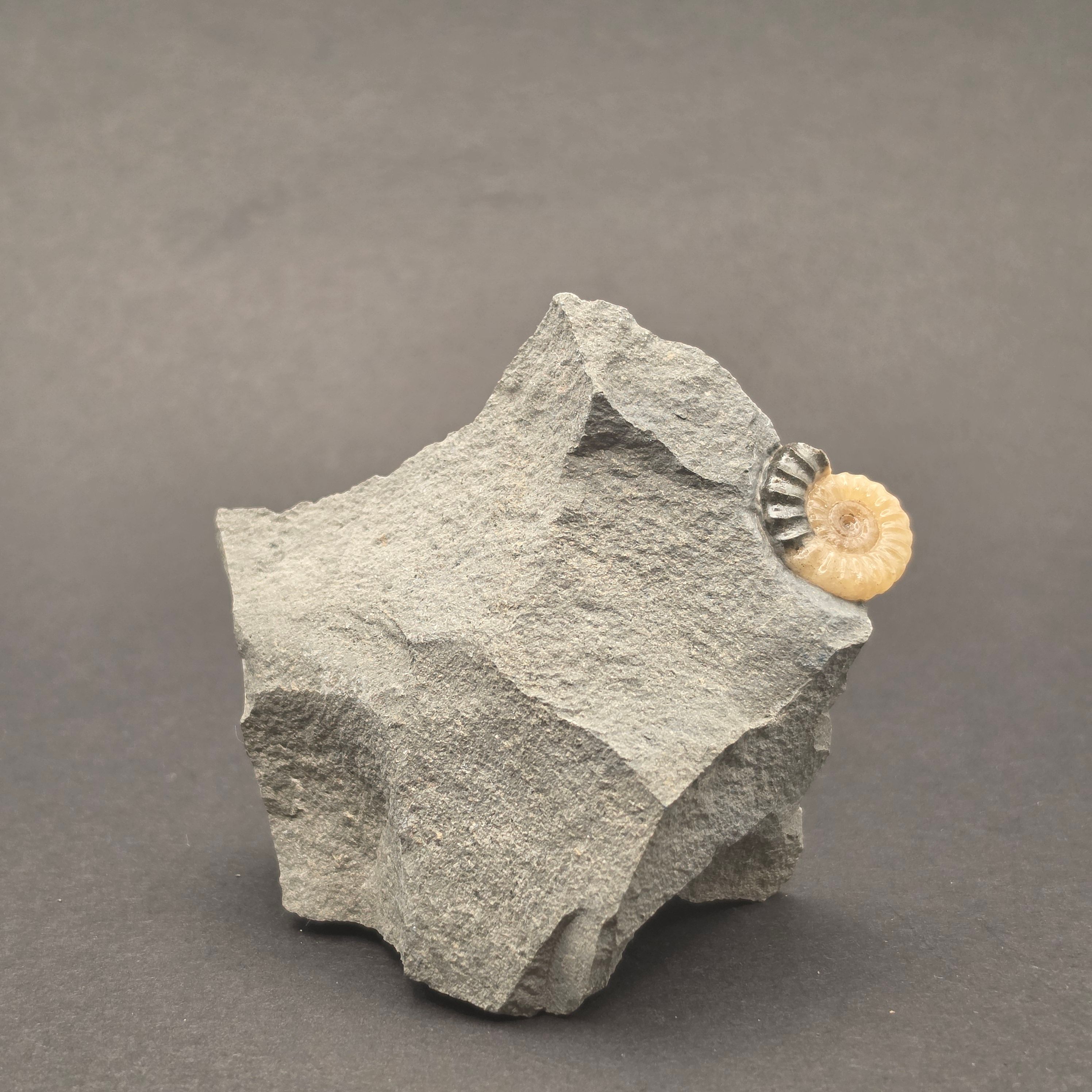 Promicroceras Calcite Ammonite on Matrix — view 2