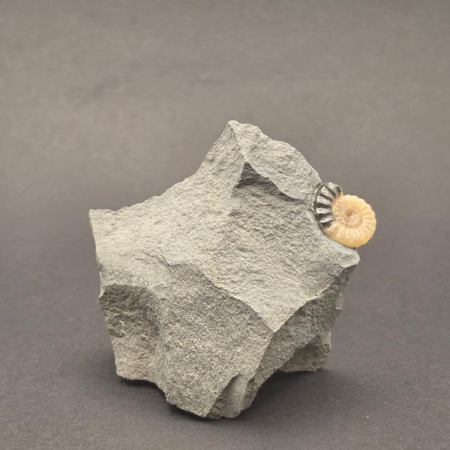 Promicroceras Calcite Ammonite on Matrix — view 2