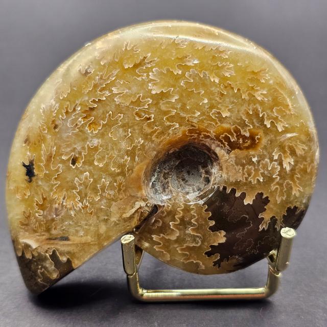 Polished Cleoniceras Ammonite — view 2