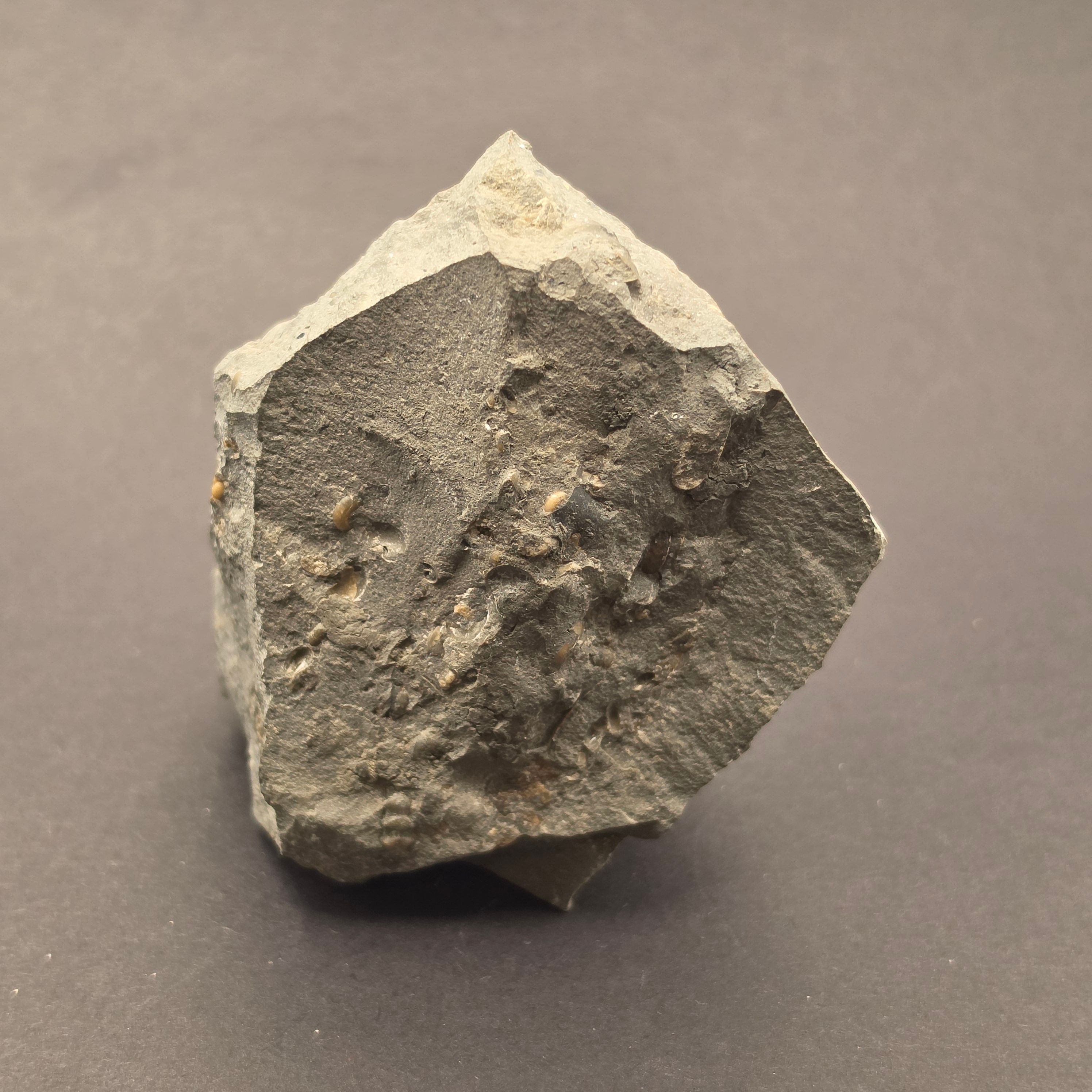 Promicroceras Calcite Ammonite on Matrix — view 4