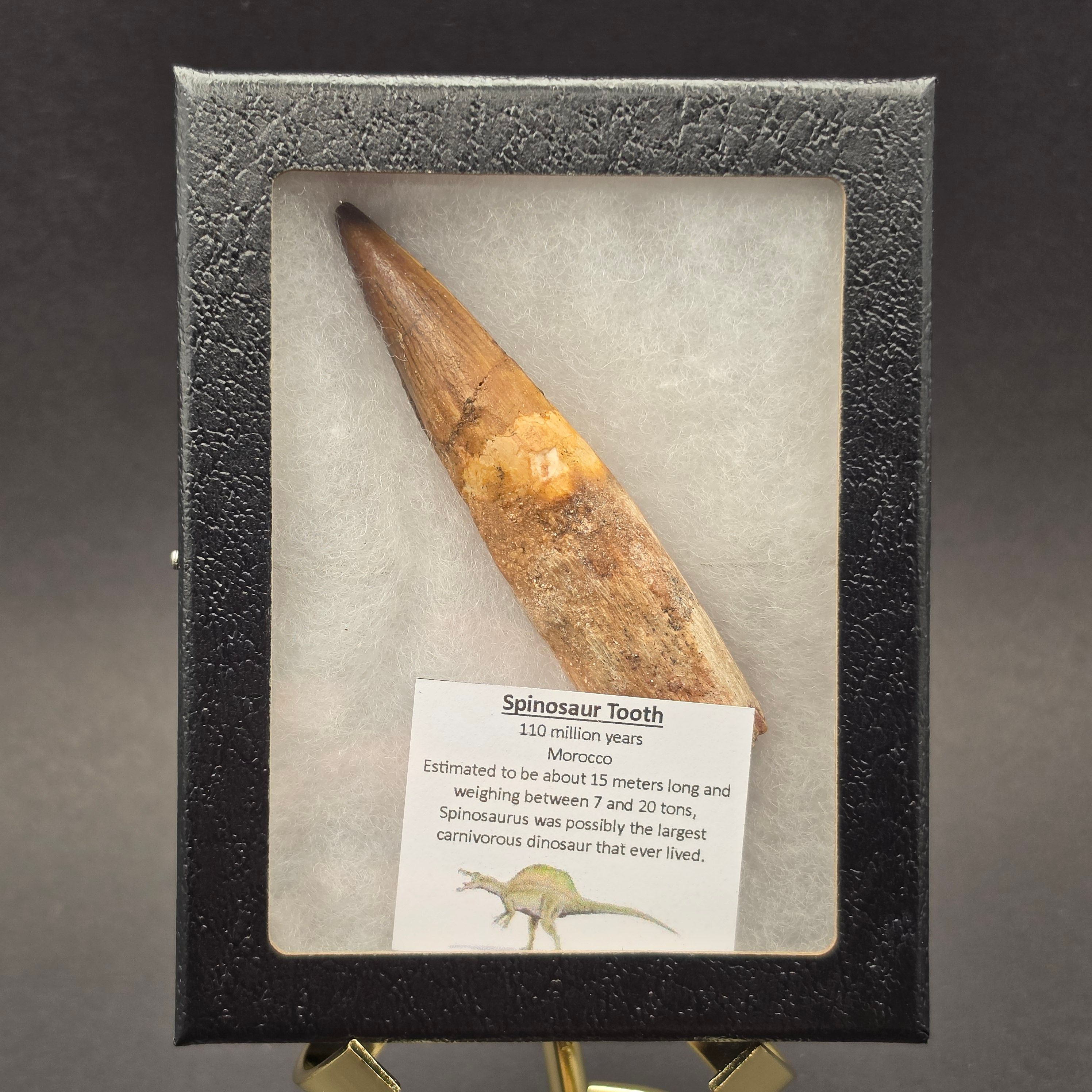 Spinosaurus Tooth — view 1