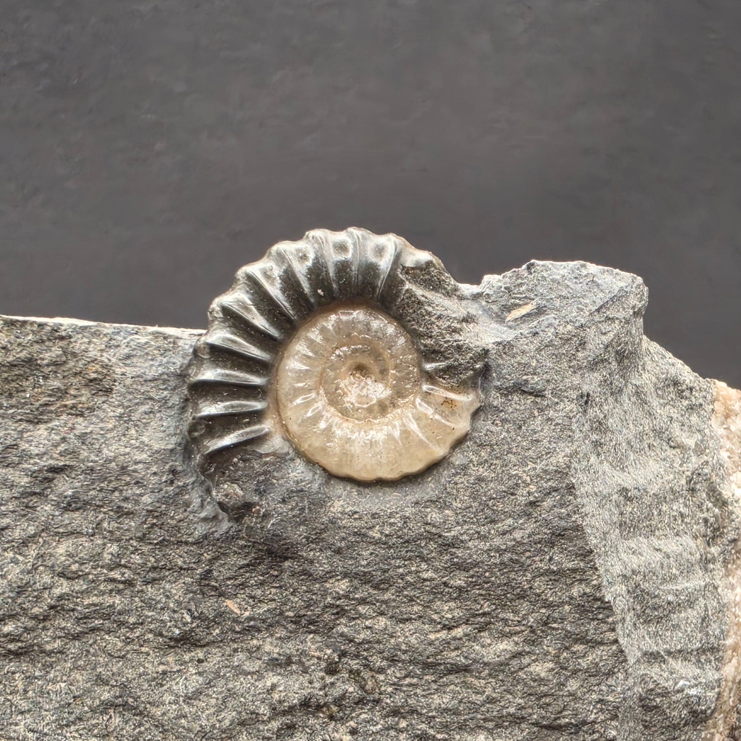 Promicroceras Calcite Ammonite on Matrix — view 2