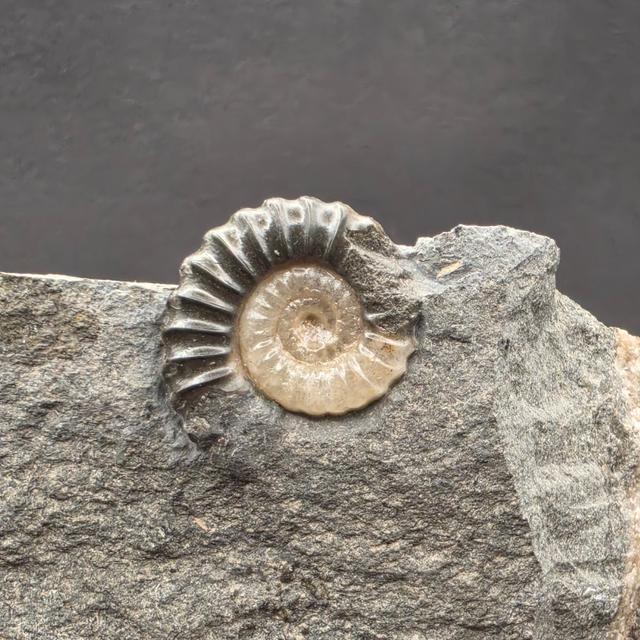 Promicroceras Calcite Ammonite on Matrix — view 2