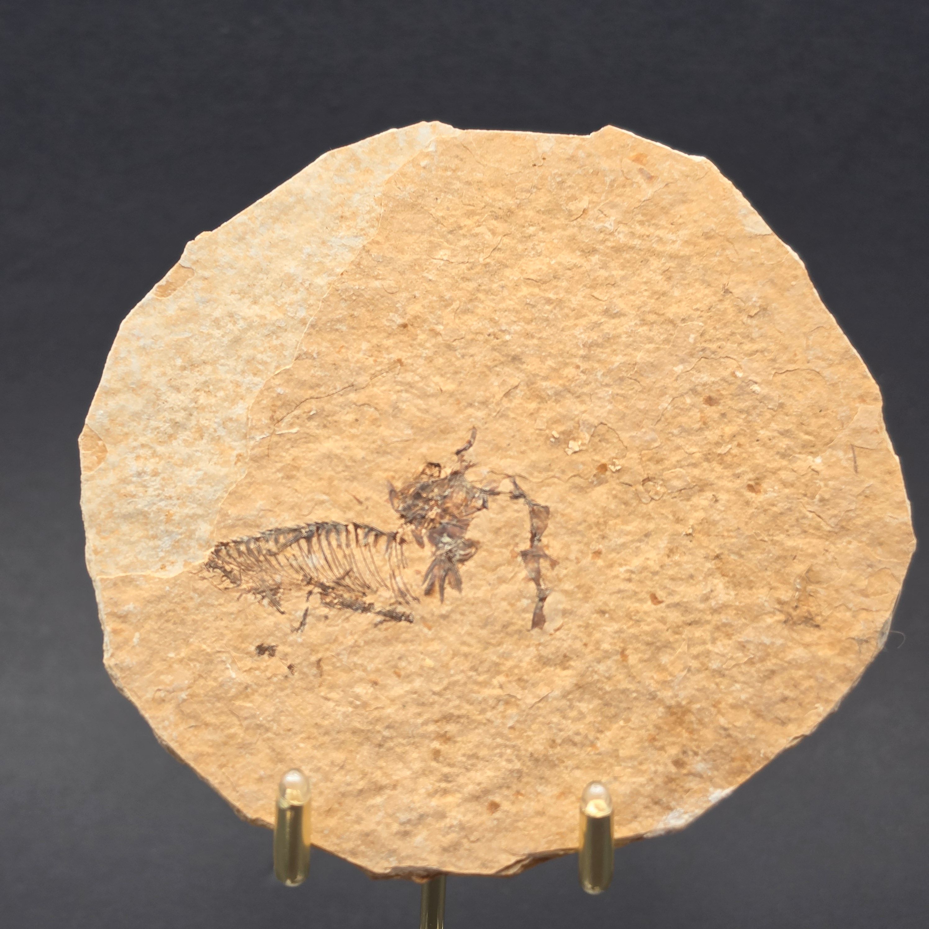 Knightia eocaena on Matrix — view 3