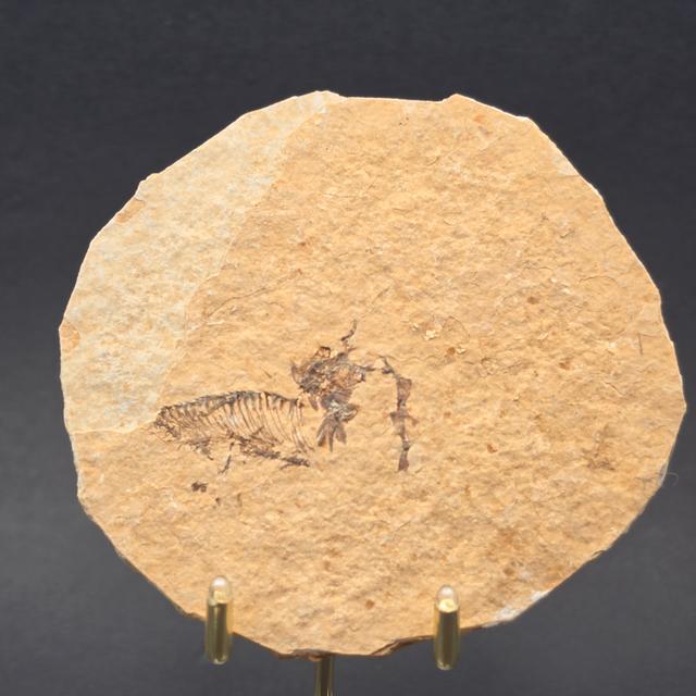 Knightia eocaena on Matrix — view 3