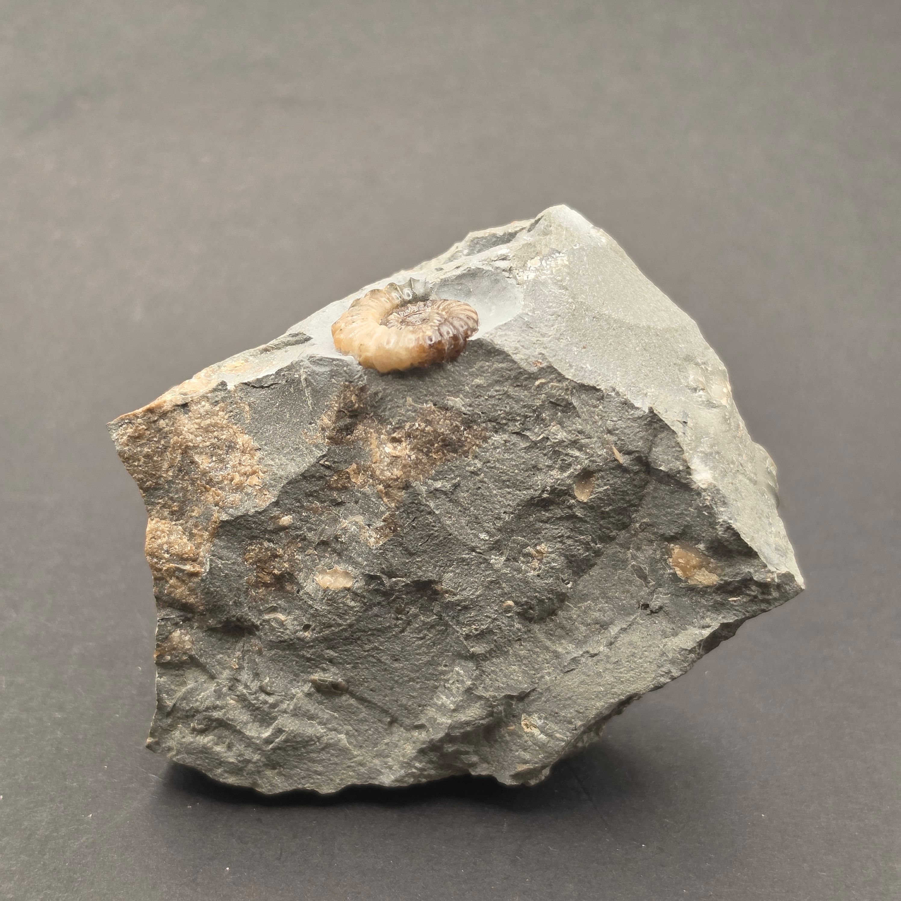 Promicroceras Calcite Ammonite on Matrix — view 3