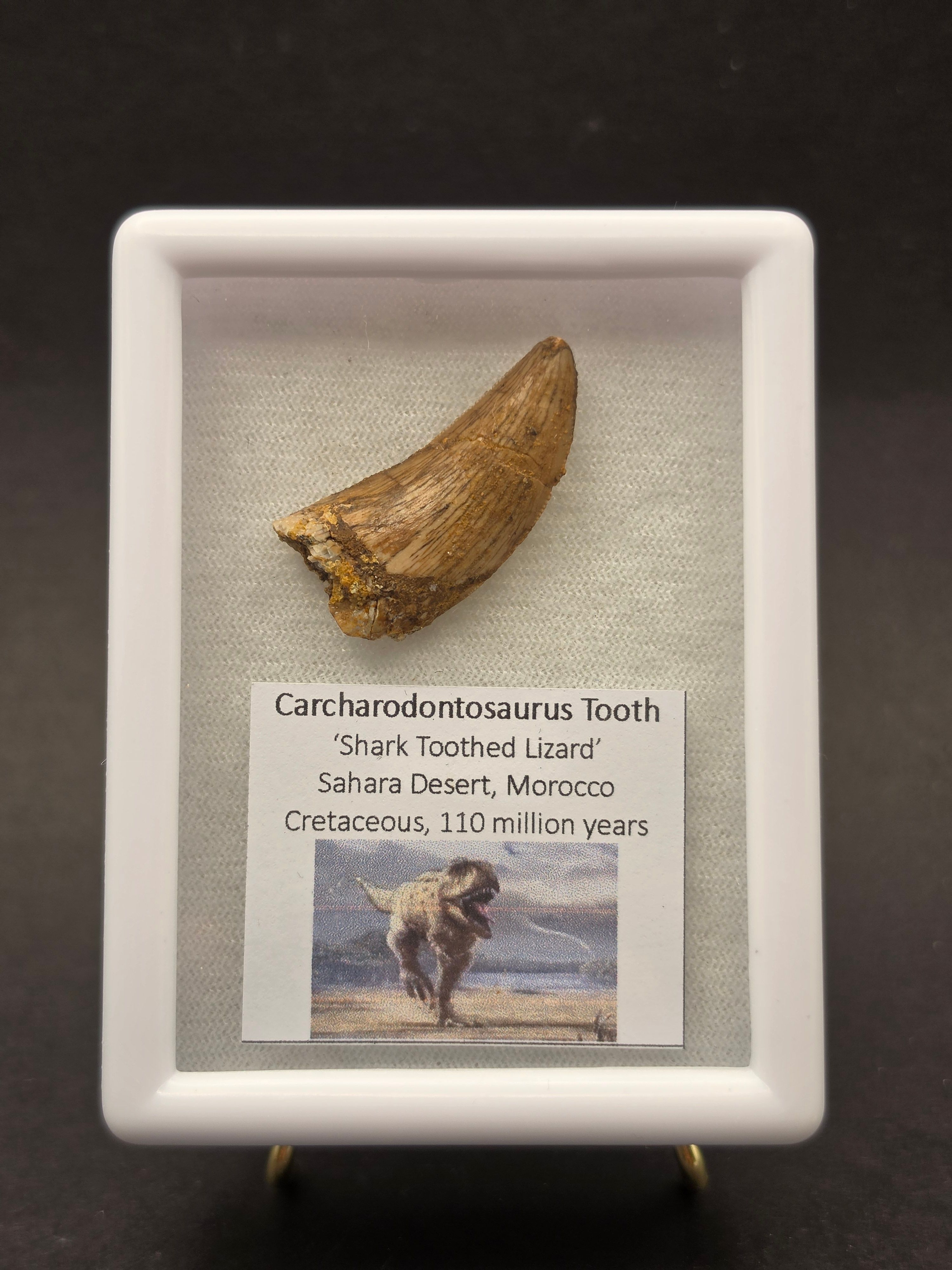 Carcharodontosaurus Tooth — CC01 - 32mm