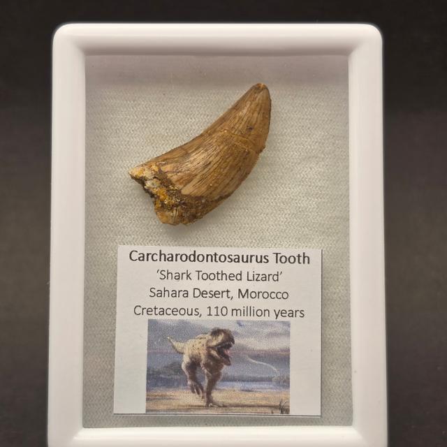 Carcharodontosaurus Tooth — view 1